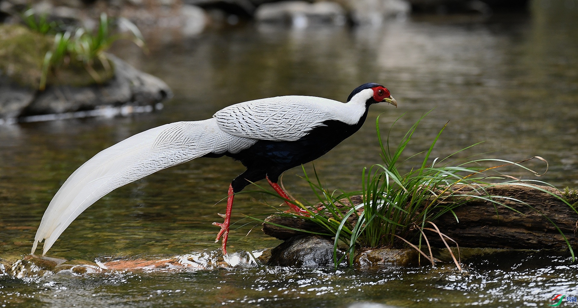 DSC_7294.jpg