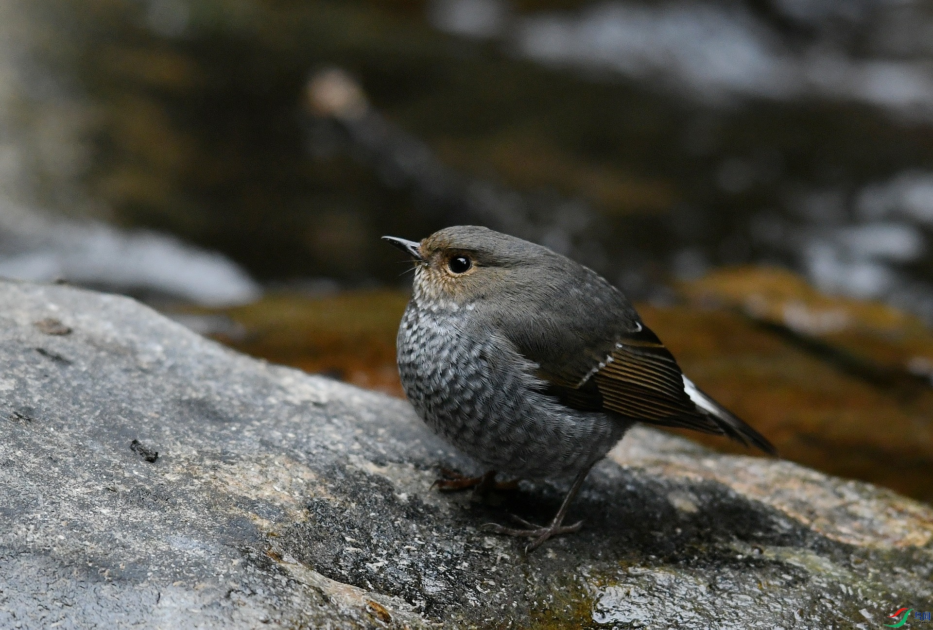 DSC_0566.jpg