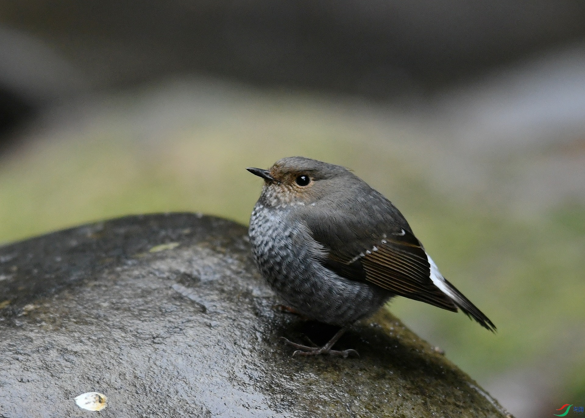 DSC_0574.jpg