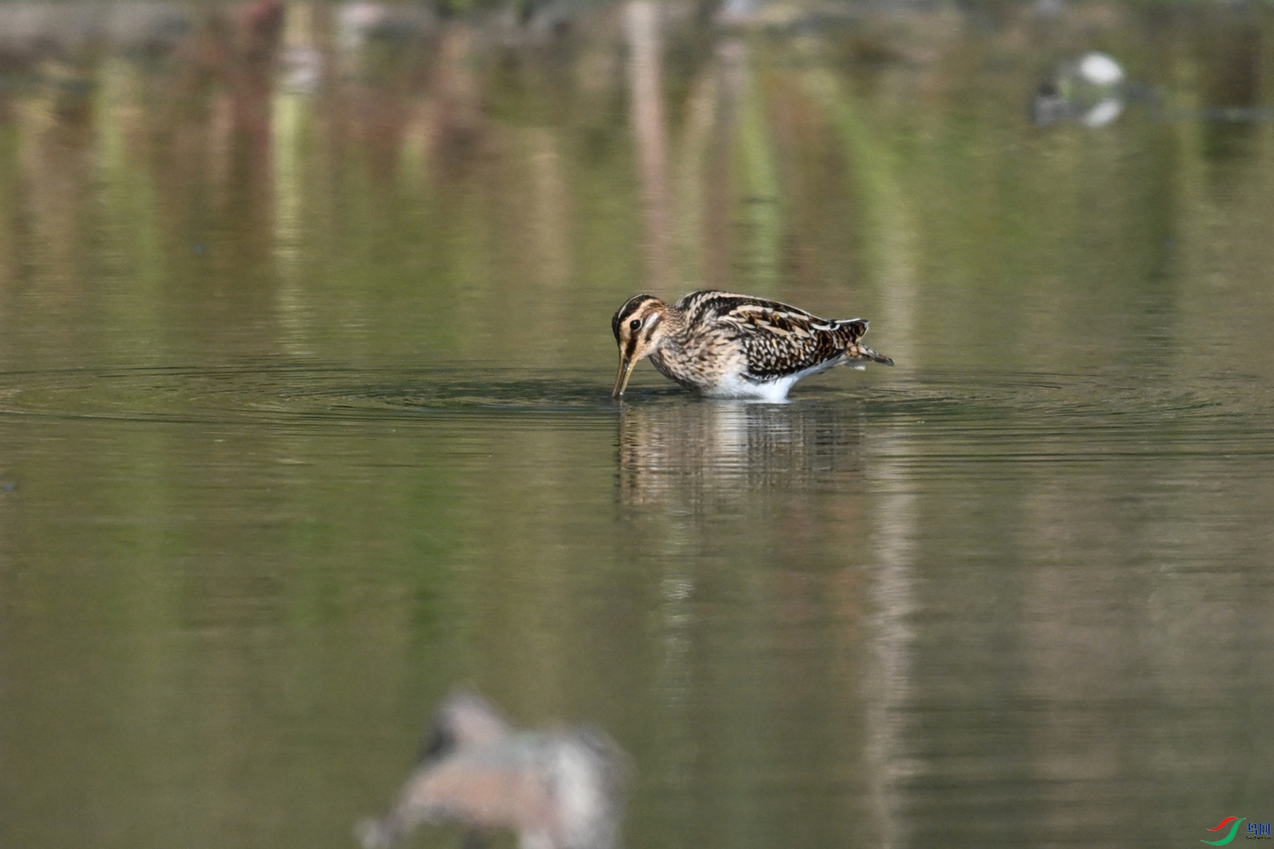 DSC_5105.JPG