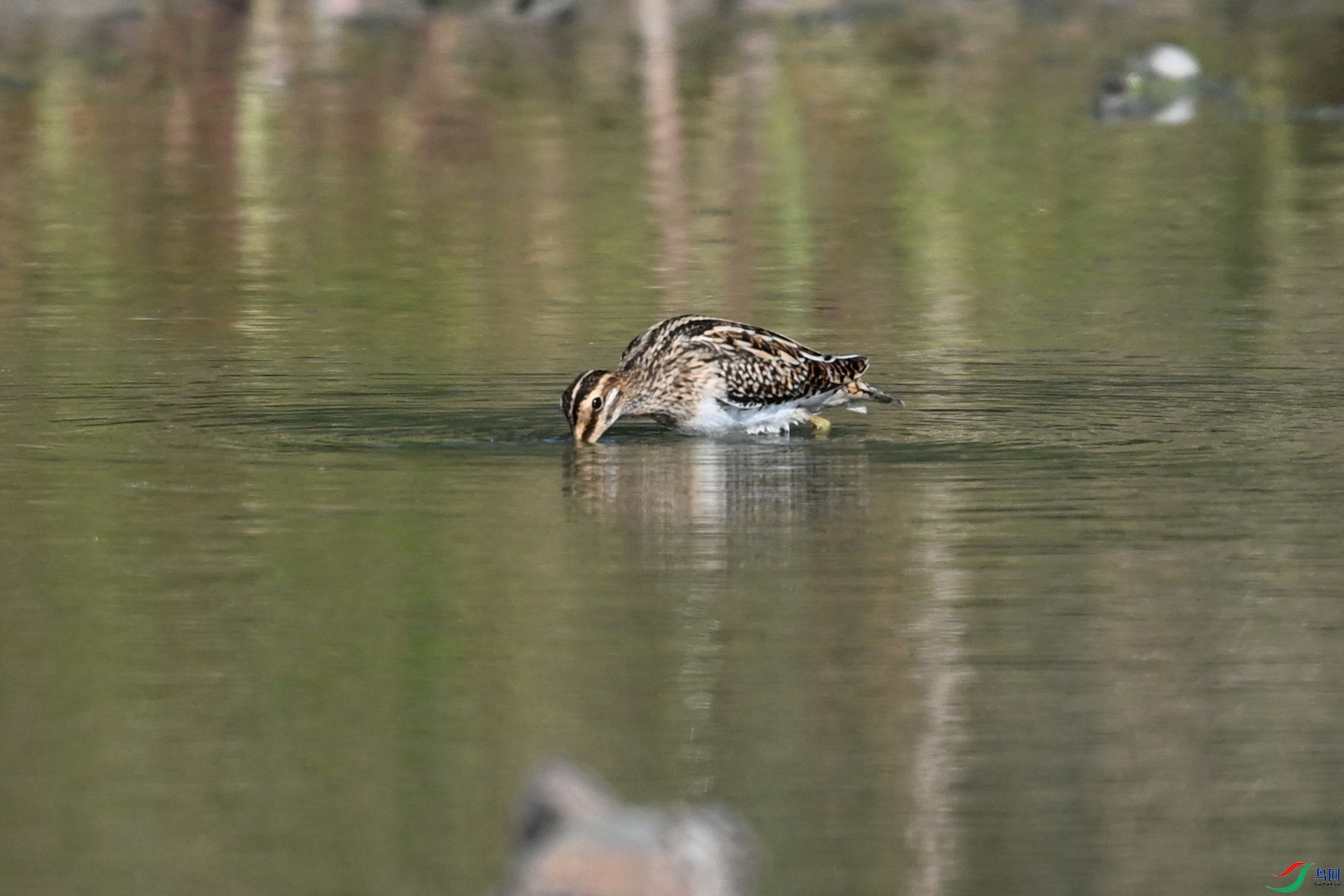 DSC_5109.JPG