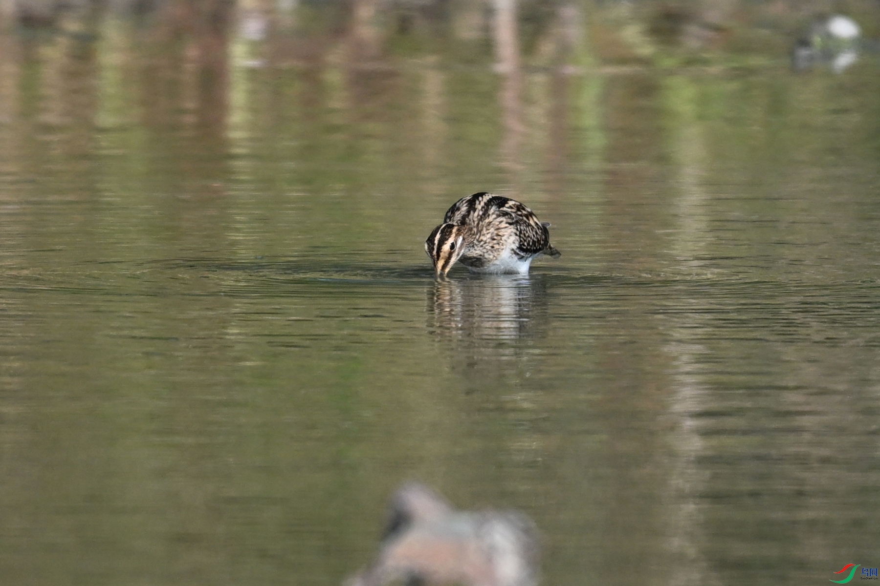 DSC_5113.JPG