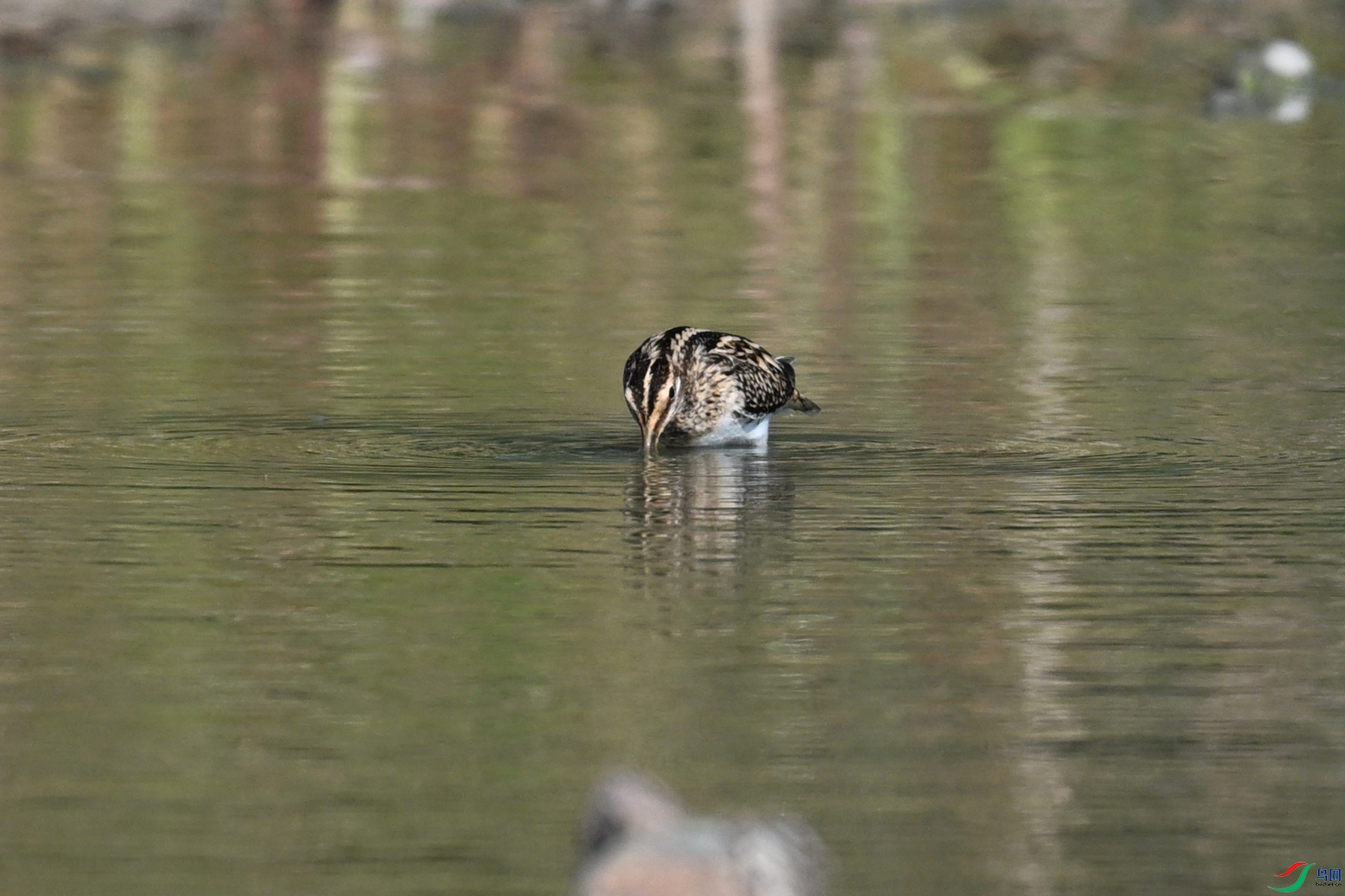 DSC_5115.JPG