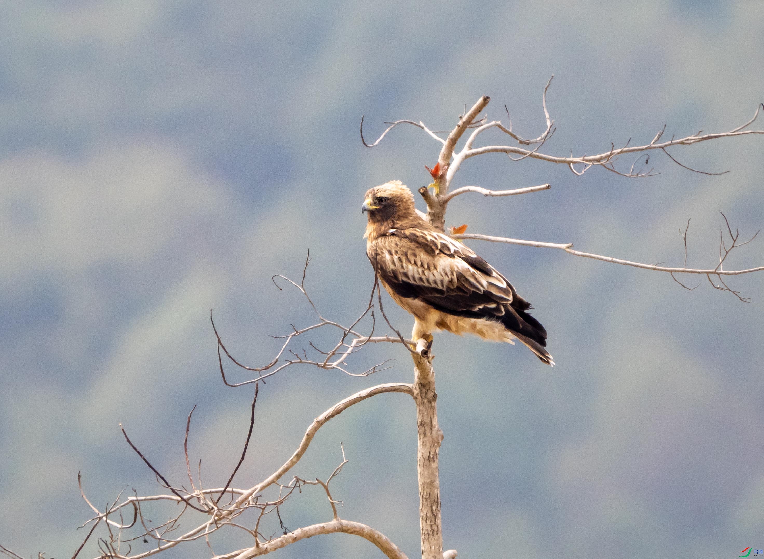 1-ѥ����P3240774 ������ͼ�� -xt.jpg