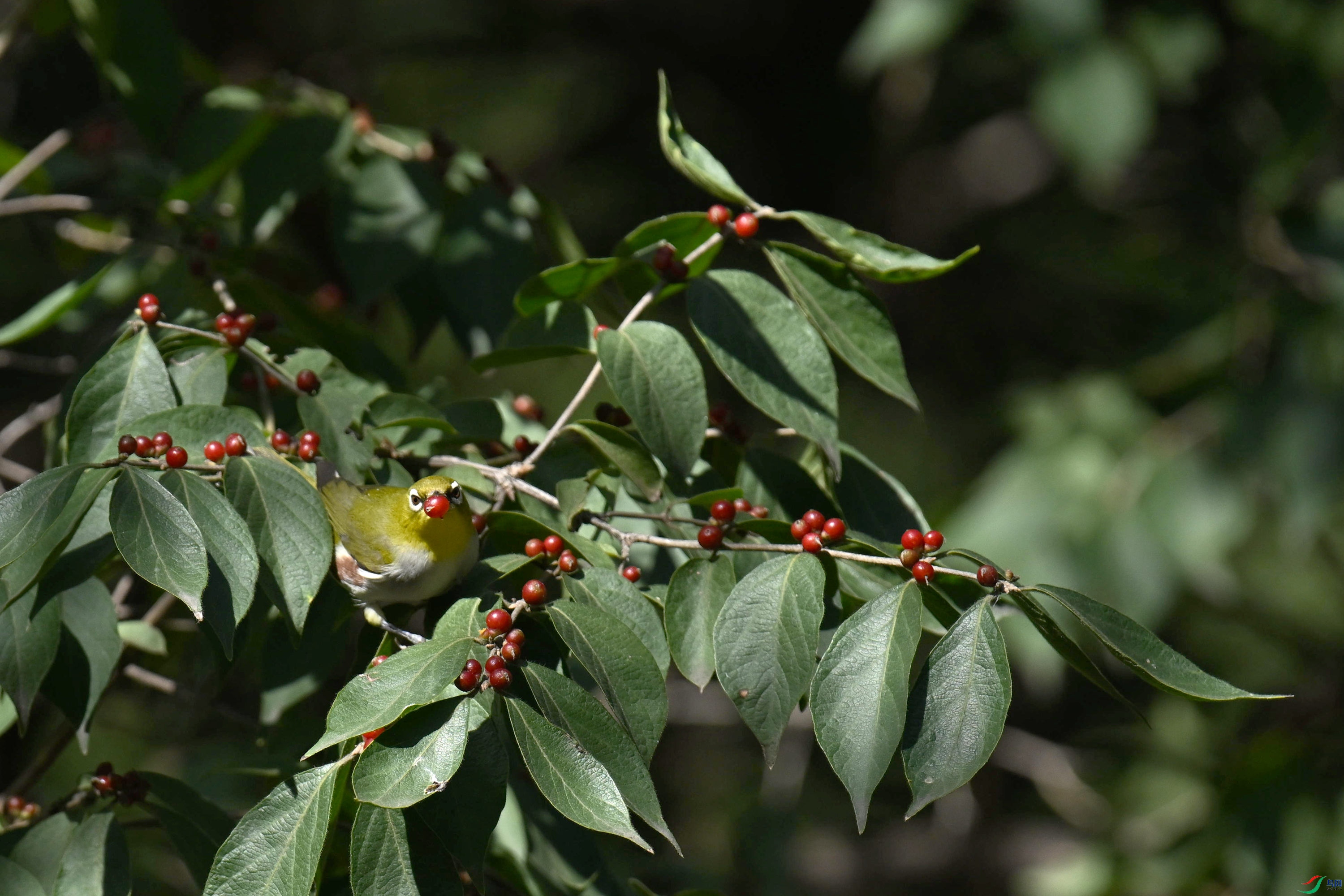 �������� (4).jpg