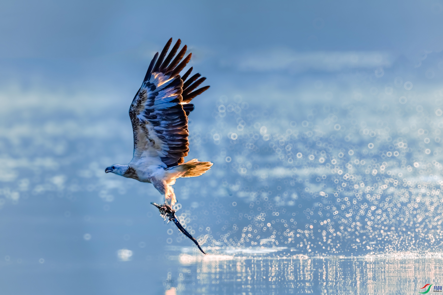 �׸�����----��ӥ��ˮ