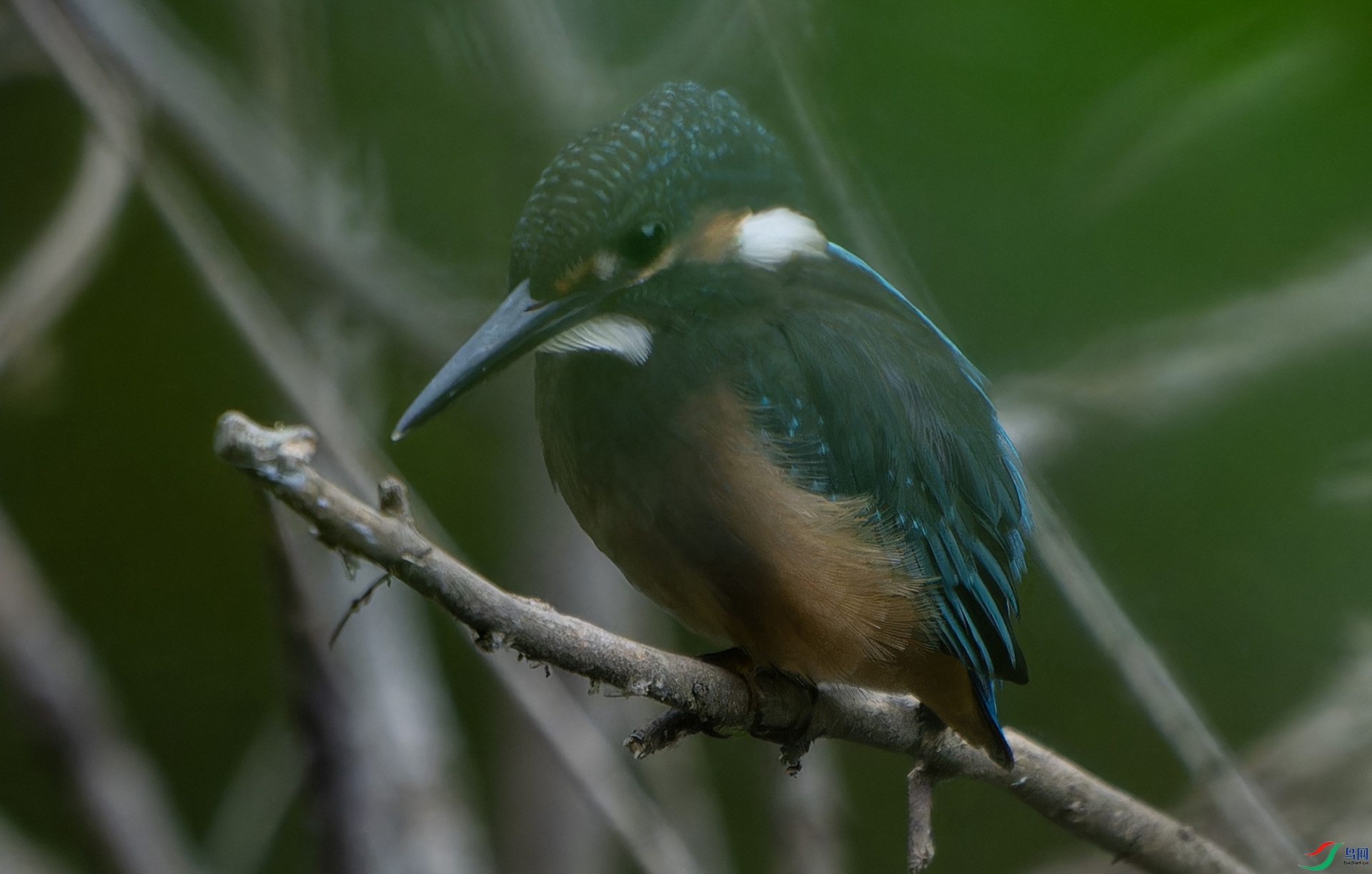 DSC04914-ARW_DxO_DeepPRIMEXD ����.jpg