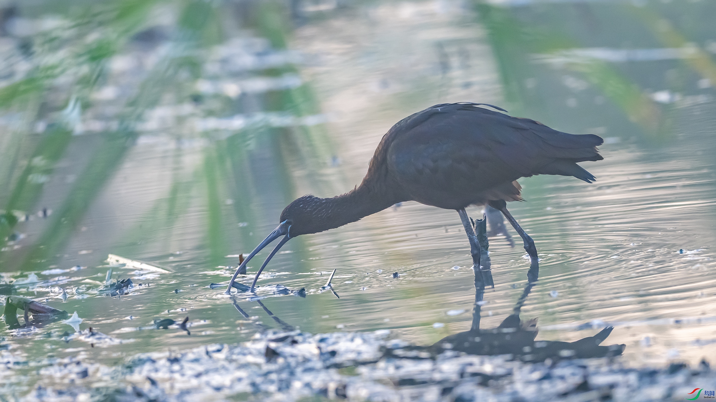 2459  - ����.jpg