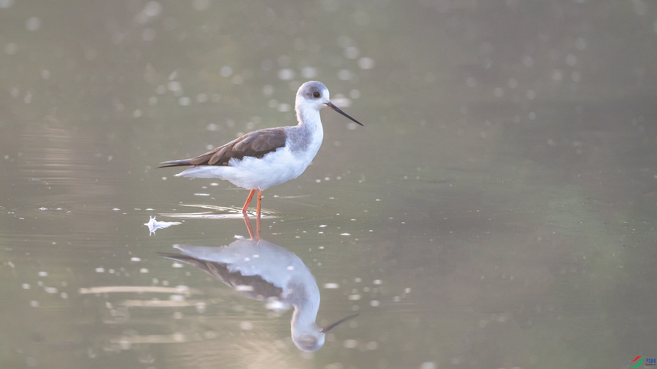 2334  - ����.jpg