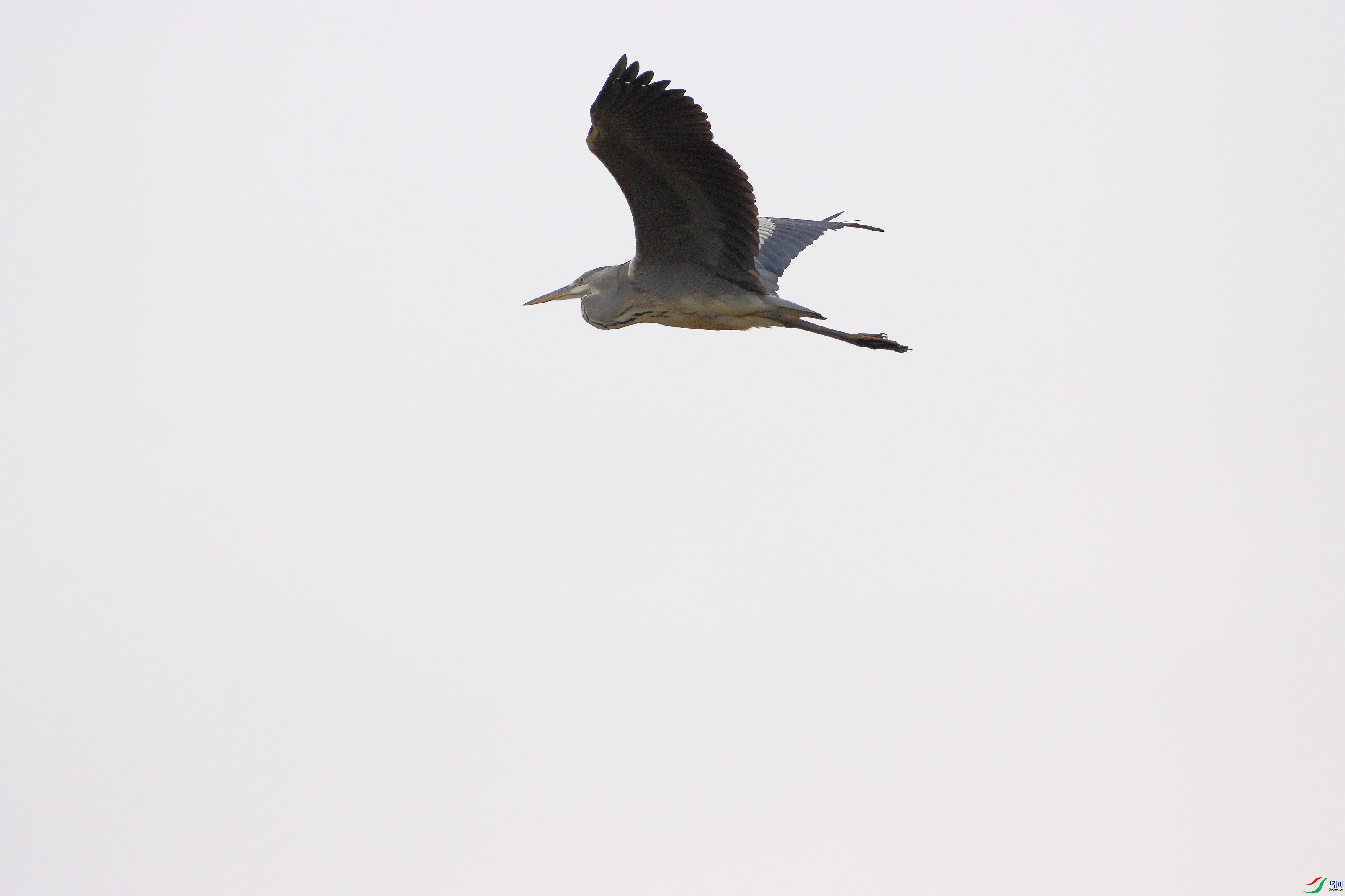IMG_5104a1.jpg