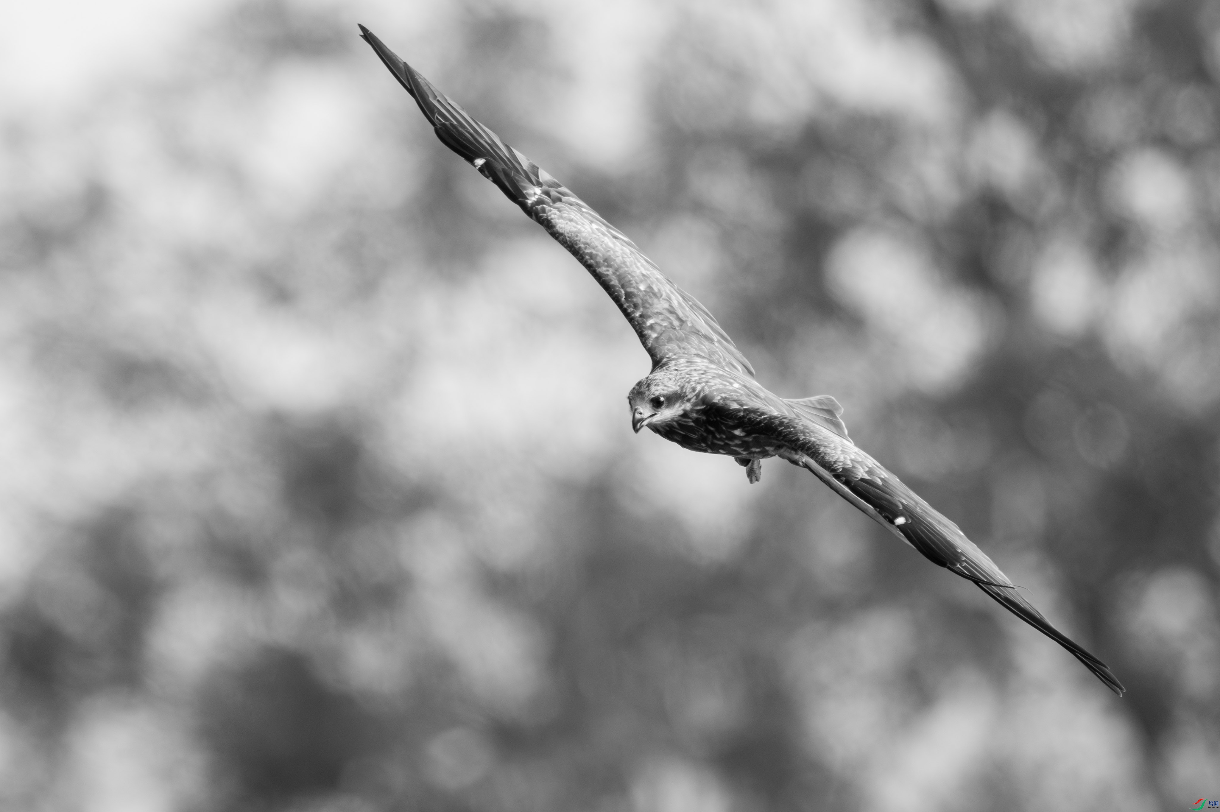 DSC_6926_1.JPG