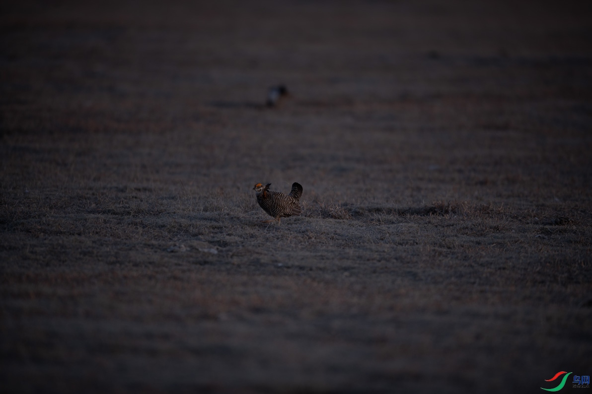 _DSC0388.jpg
