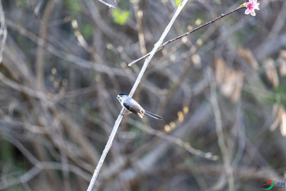 0B0A2737.jpg