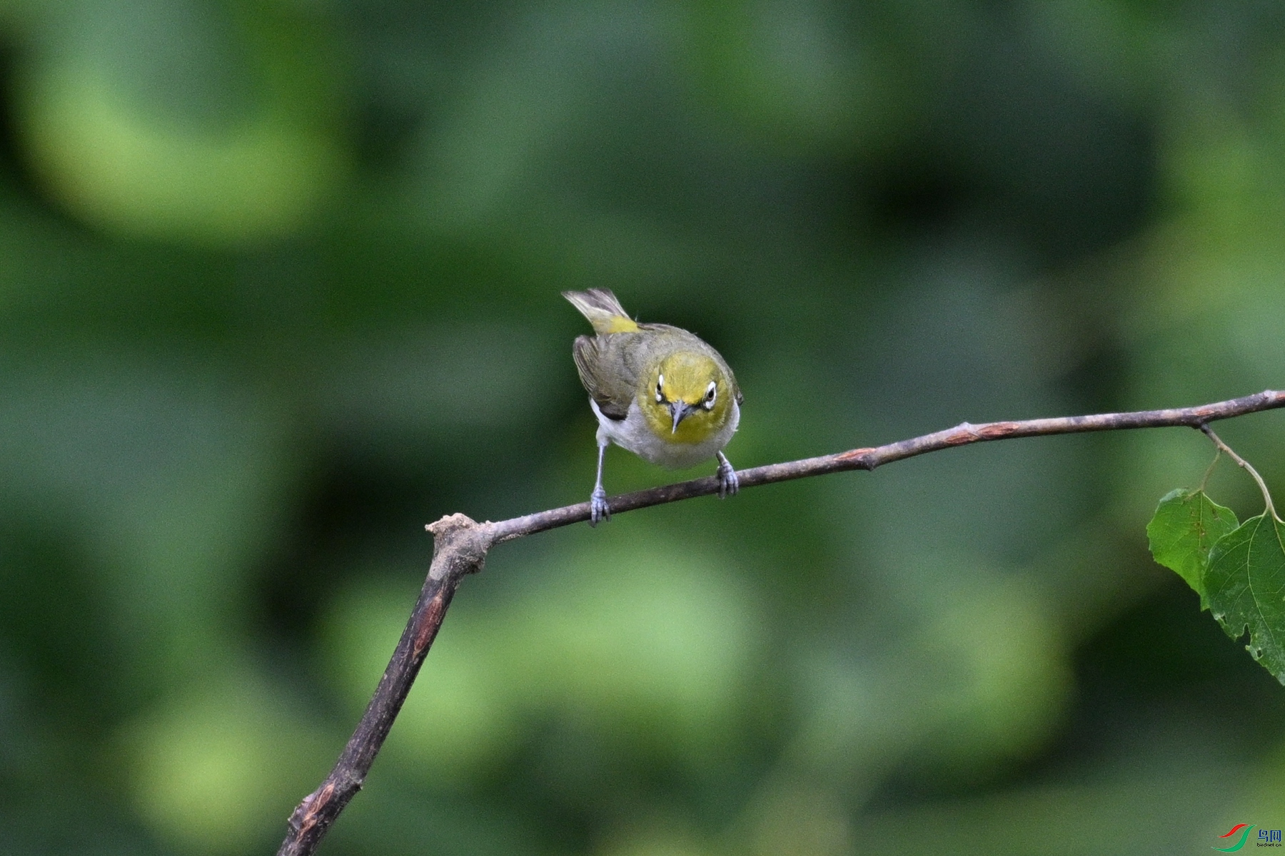 DSC_7984.JPG