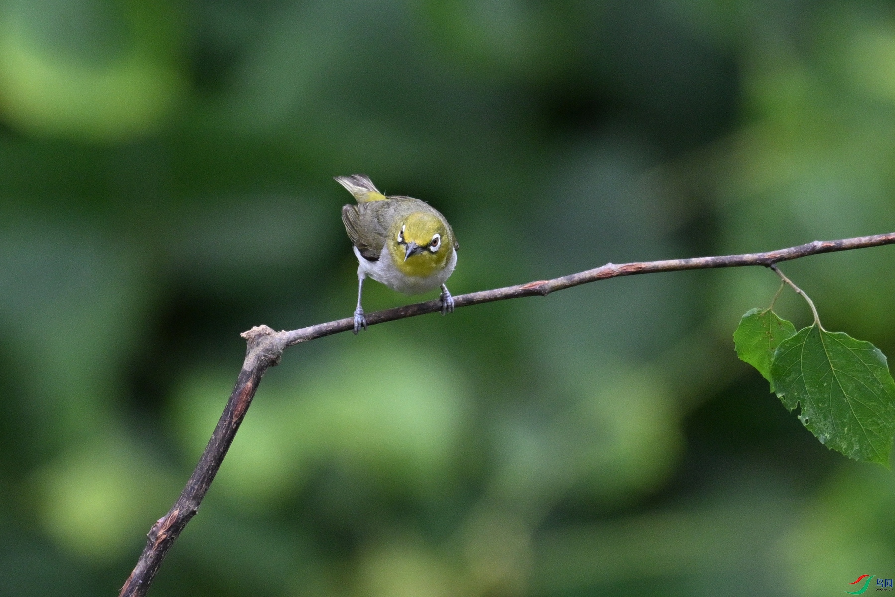 DSC_7988.JPG