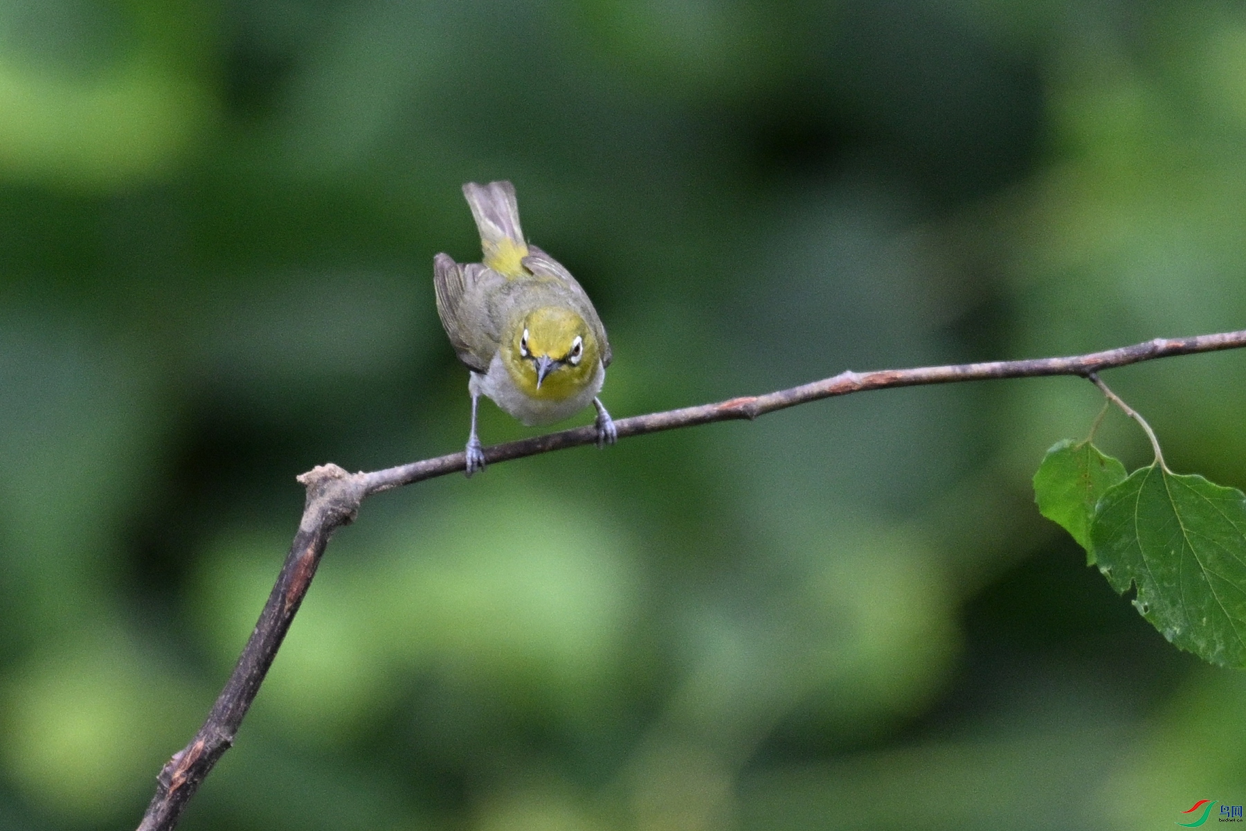 DSC_7977.JPG