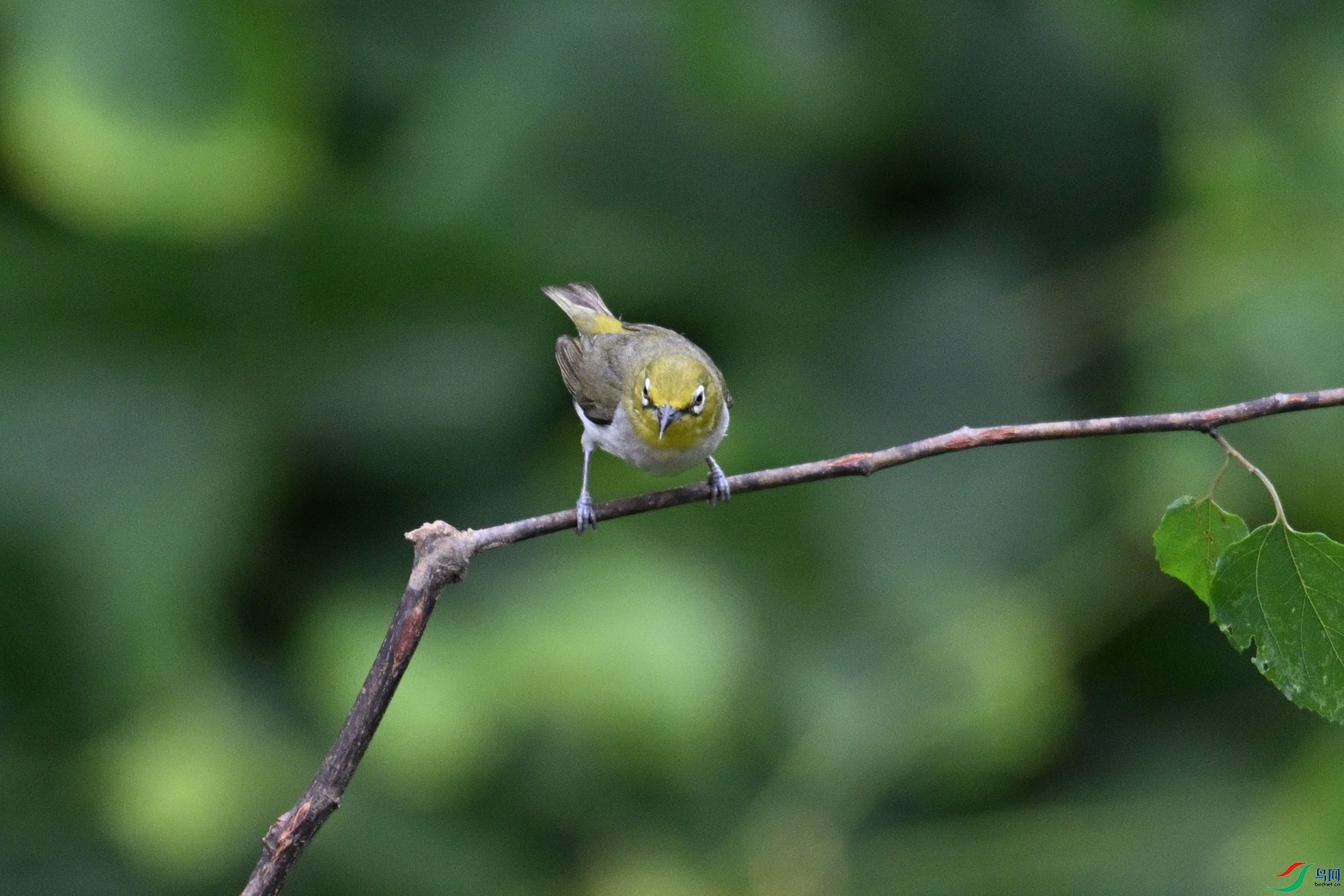 DSC_7981.JPG