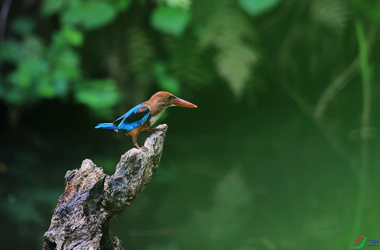 ���� IMGL1292�������1.JPG