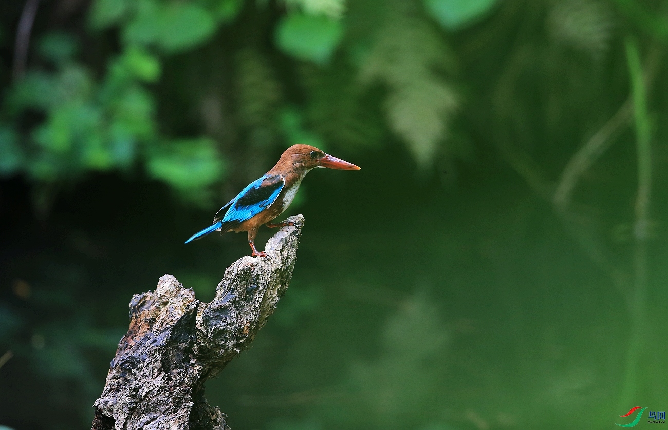 ���� IMGL1293�������2.JPG