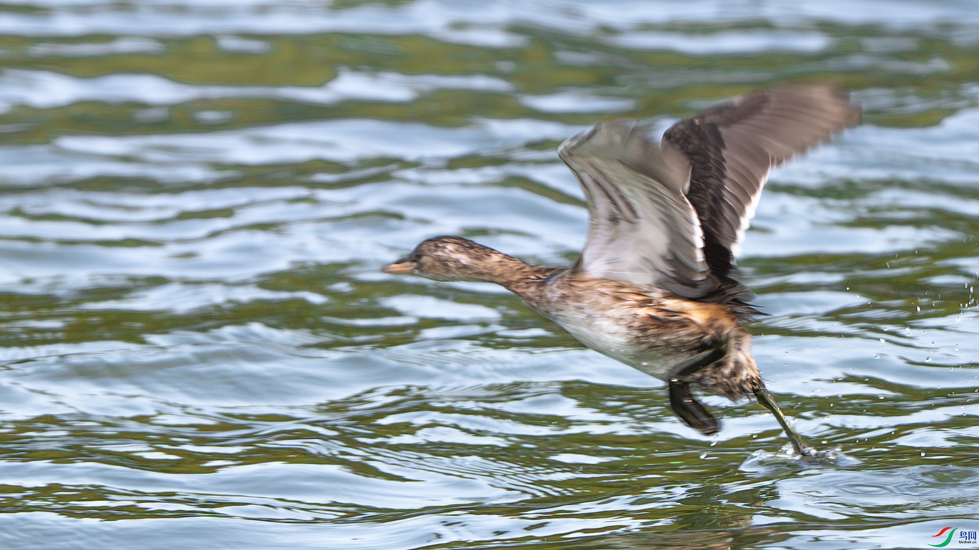 DSC_6998-����ǿ-NR ����.jpg