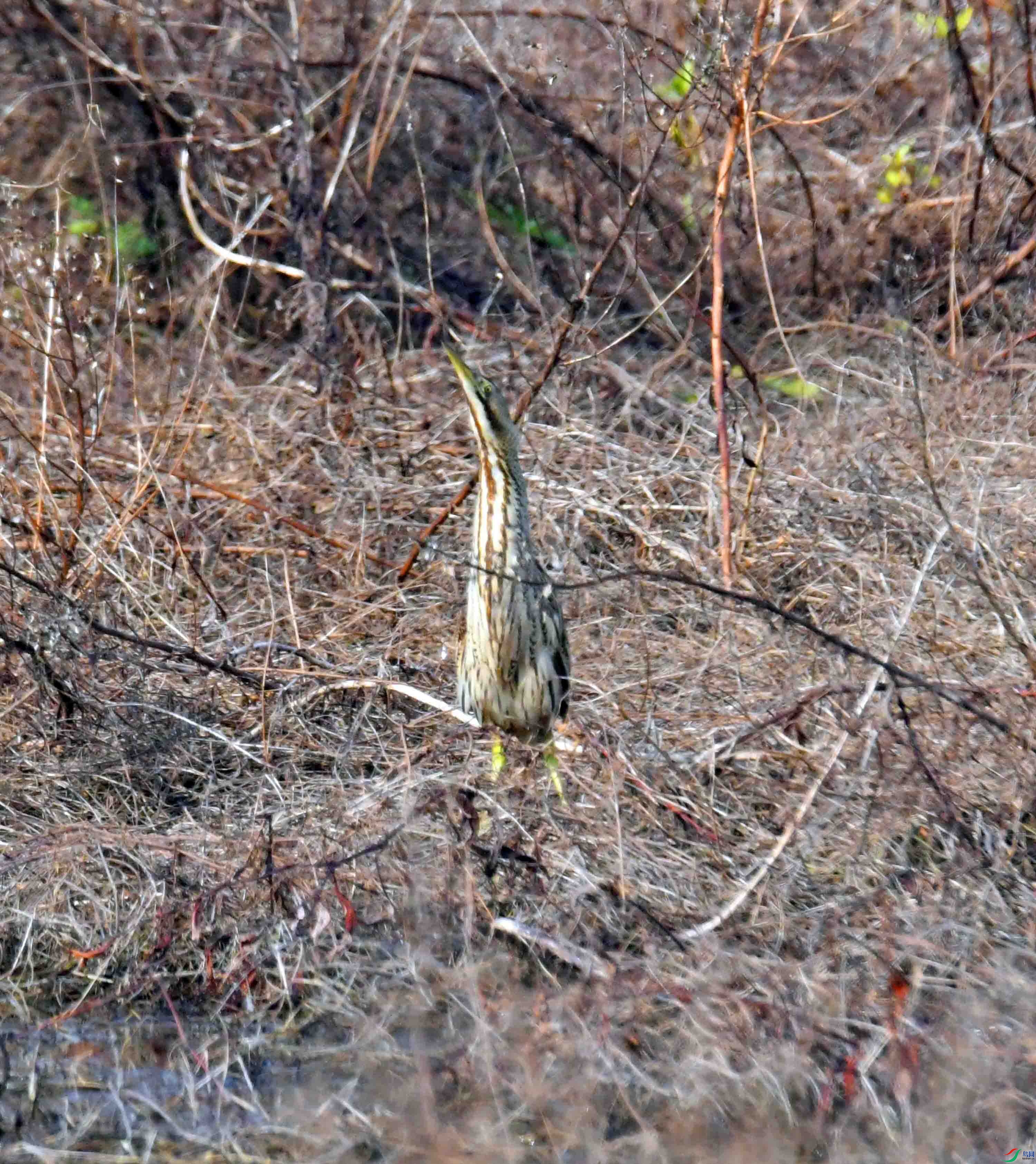 DSC_7513.JPG
