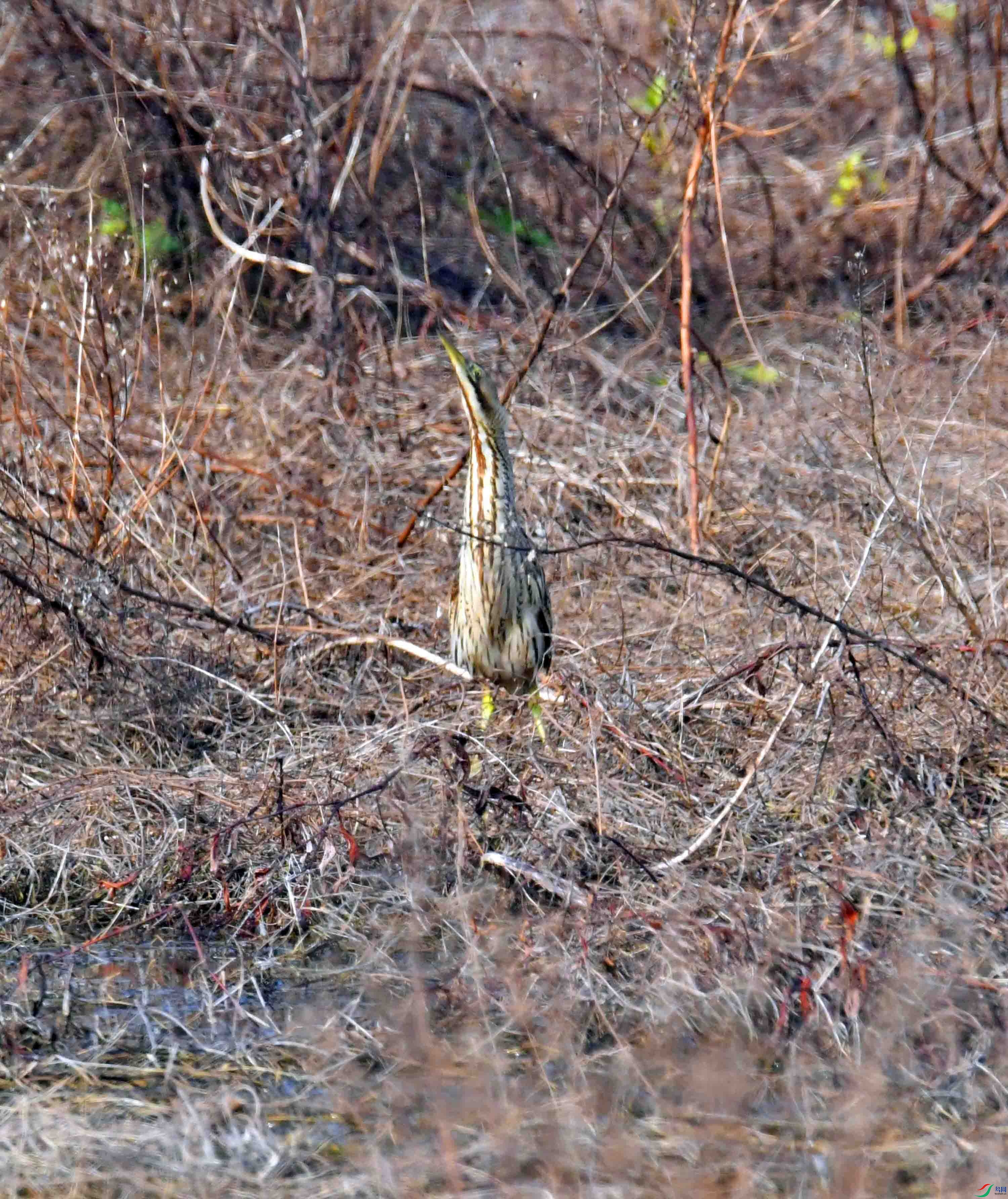 DSC_7512.JPG