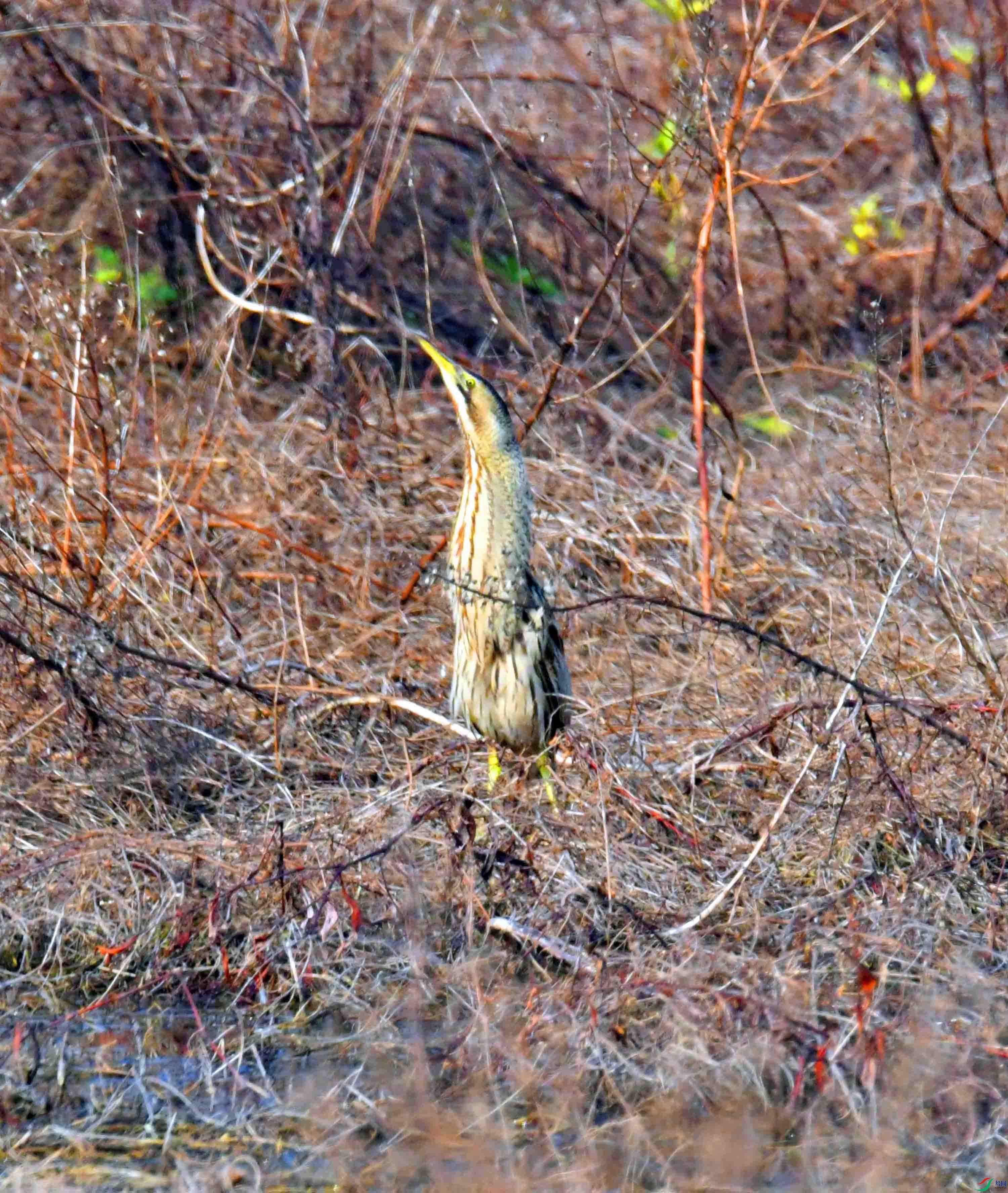 DSC_7515.JPG