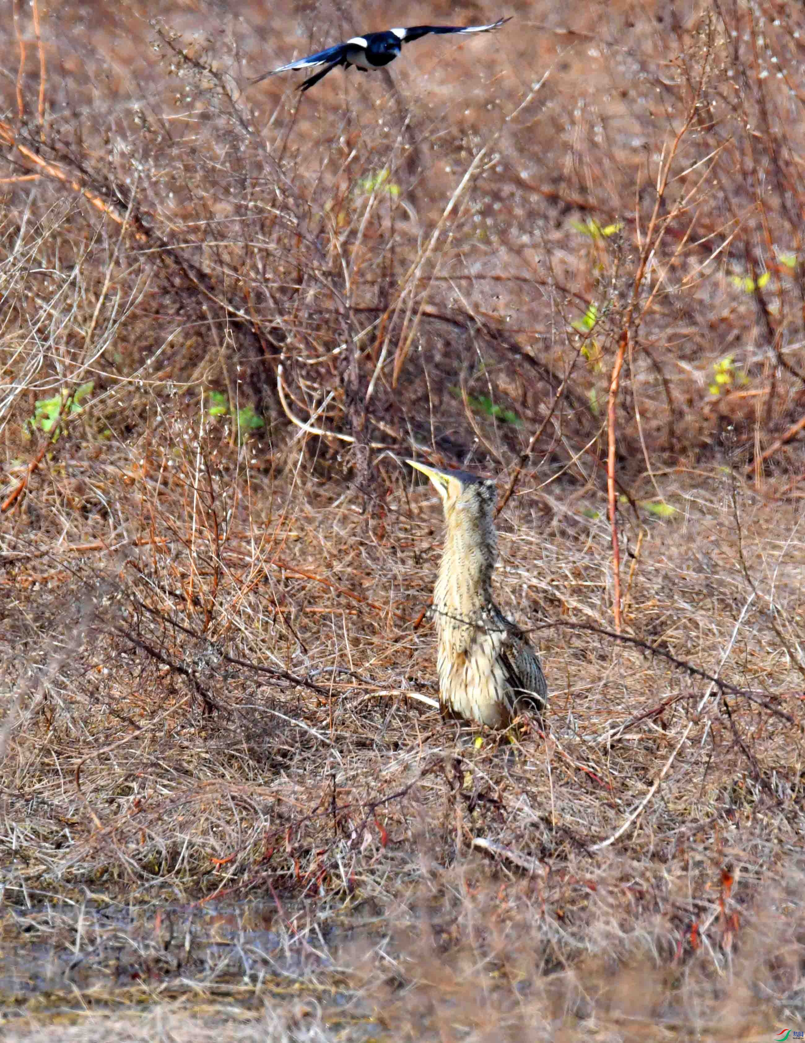 DSC_7517.JPG