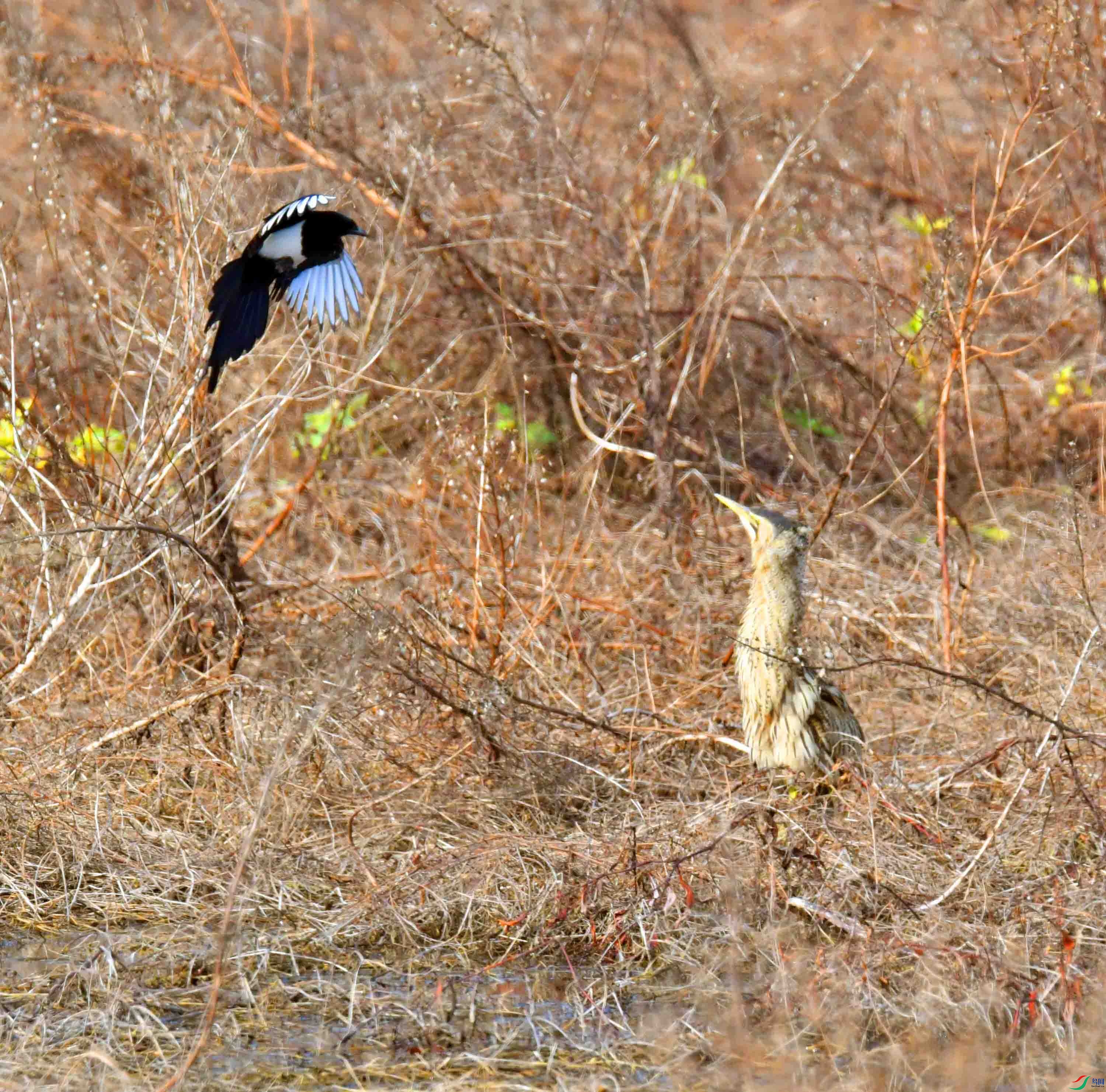 DSC_7520.JPG