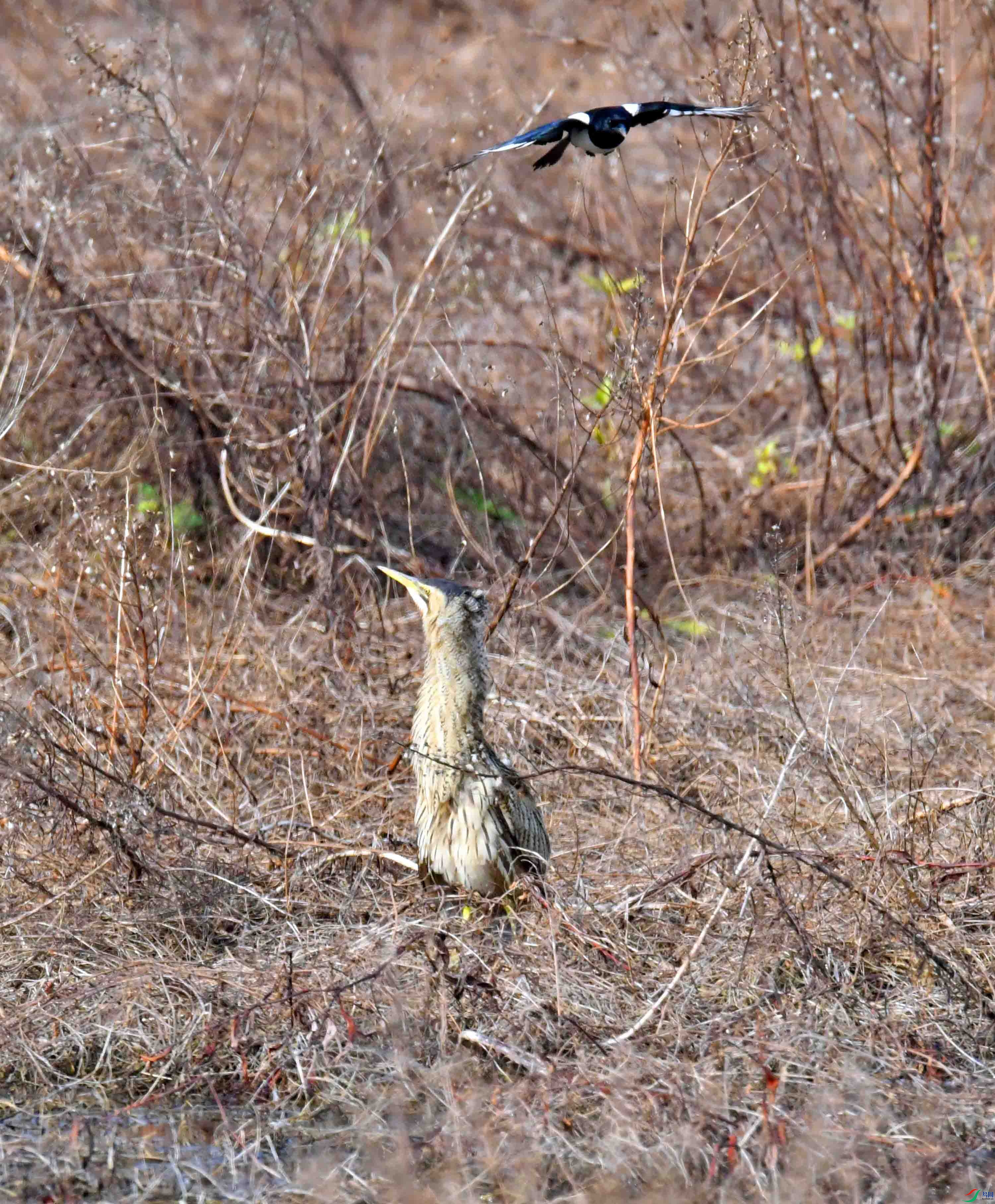 DSC_7518.JPG