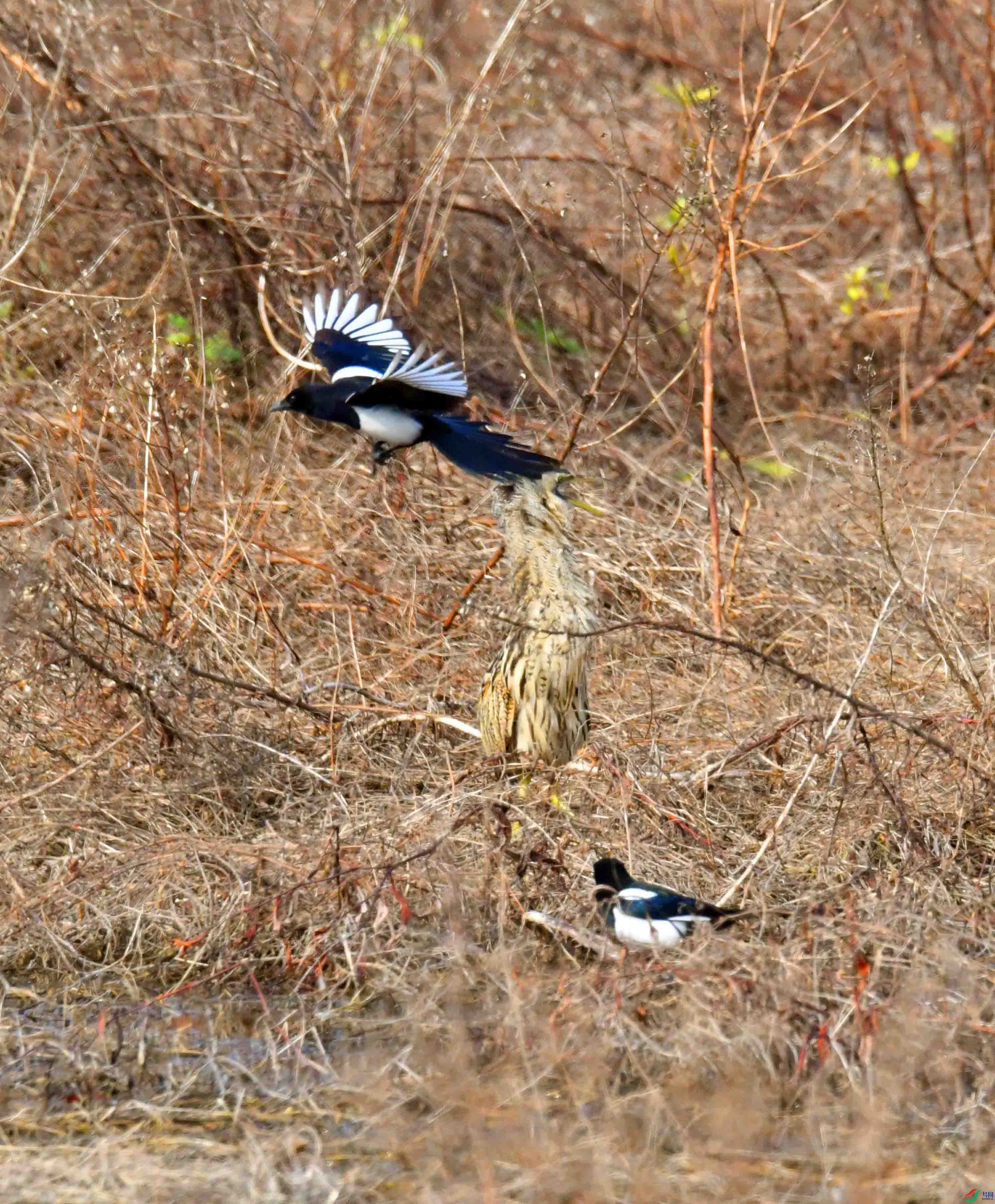 DSC_7528.JPG