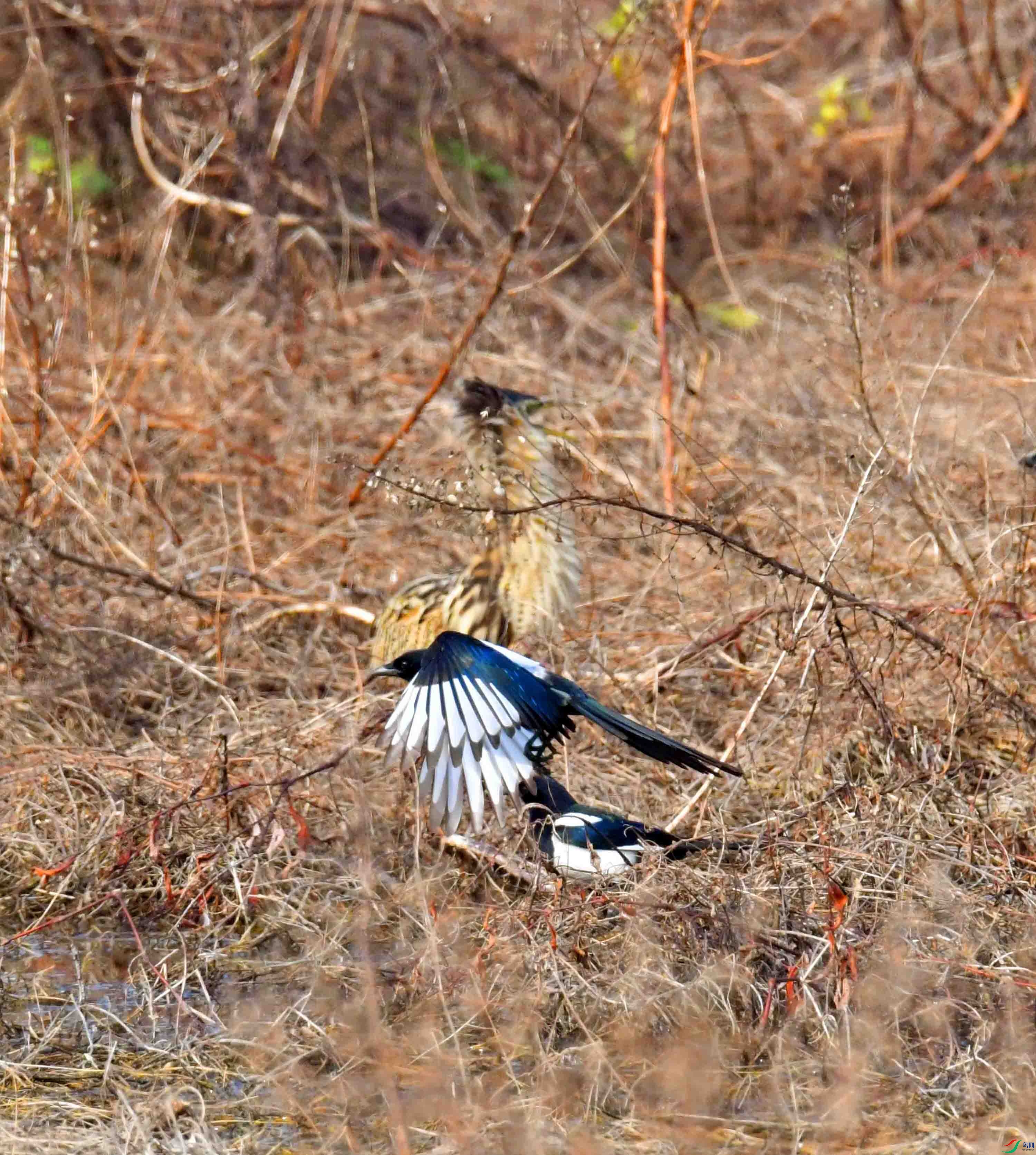 DSC_7529.JPG