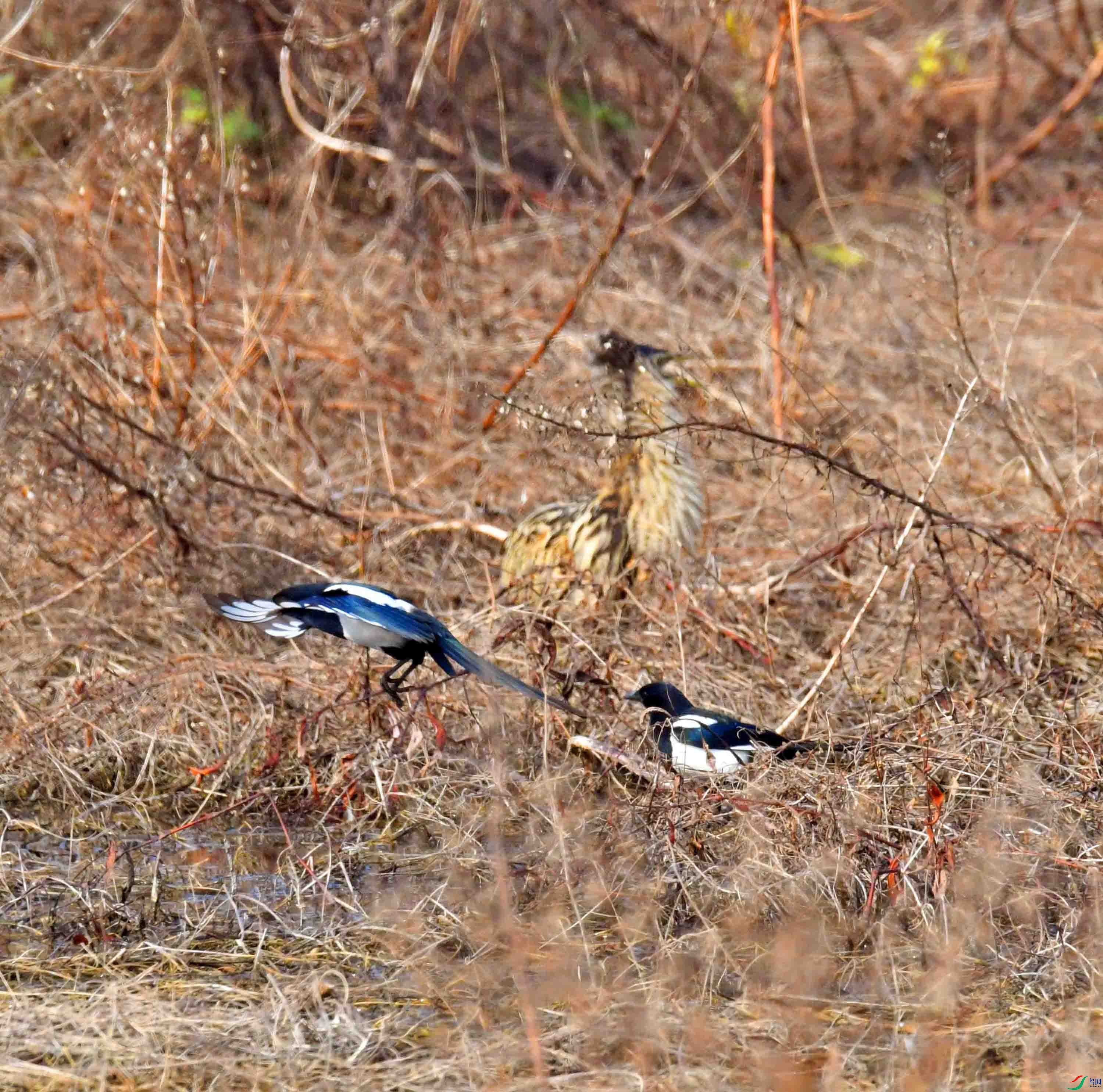 DSC_7530.JPG