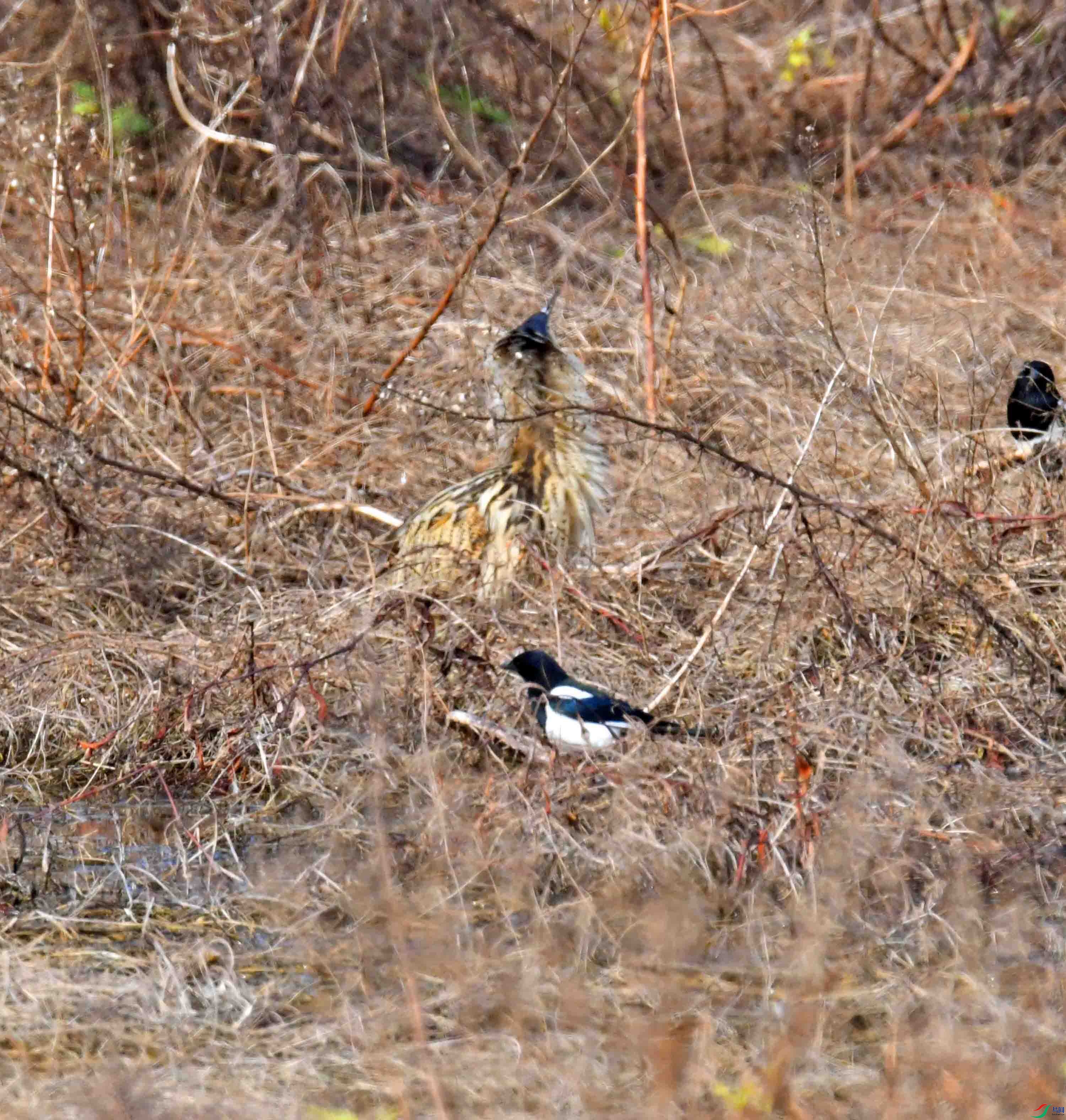 DSC_7532.JPG