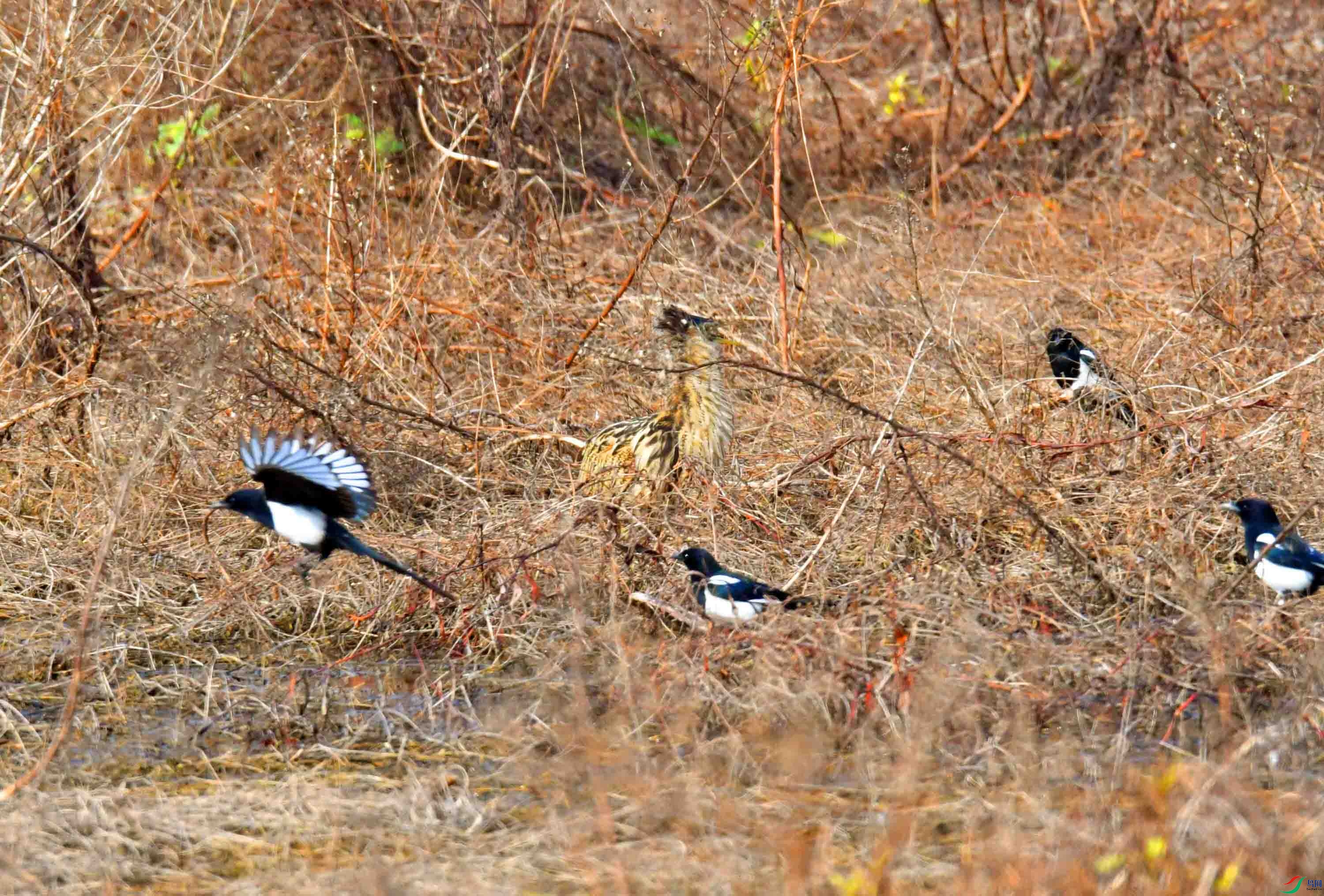 DSC_7531.JPG