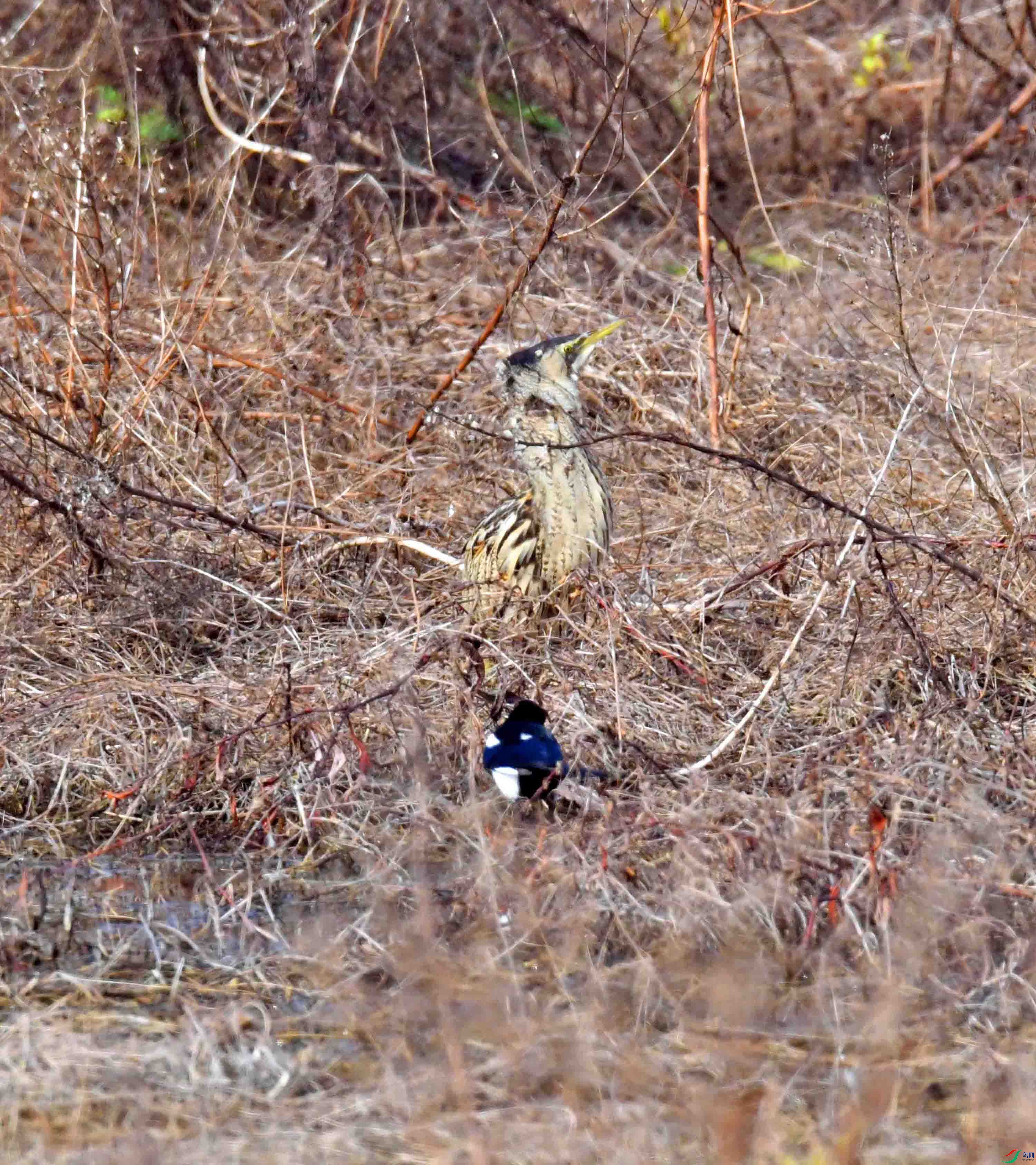 DSC_7536.JPG