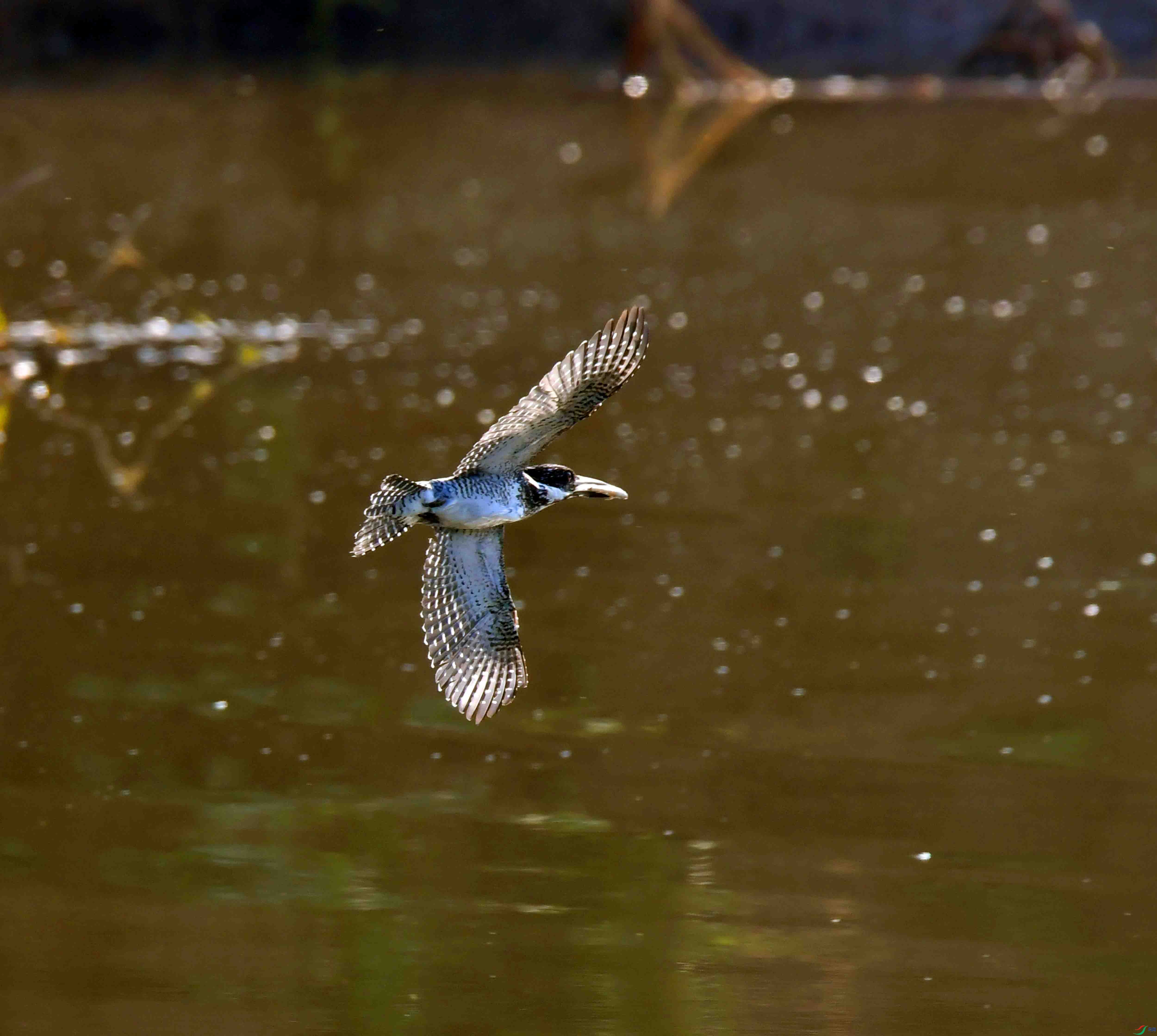 DSC_5571.JPG