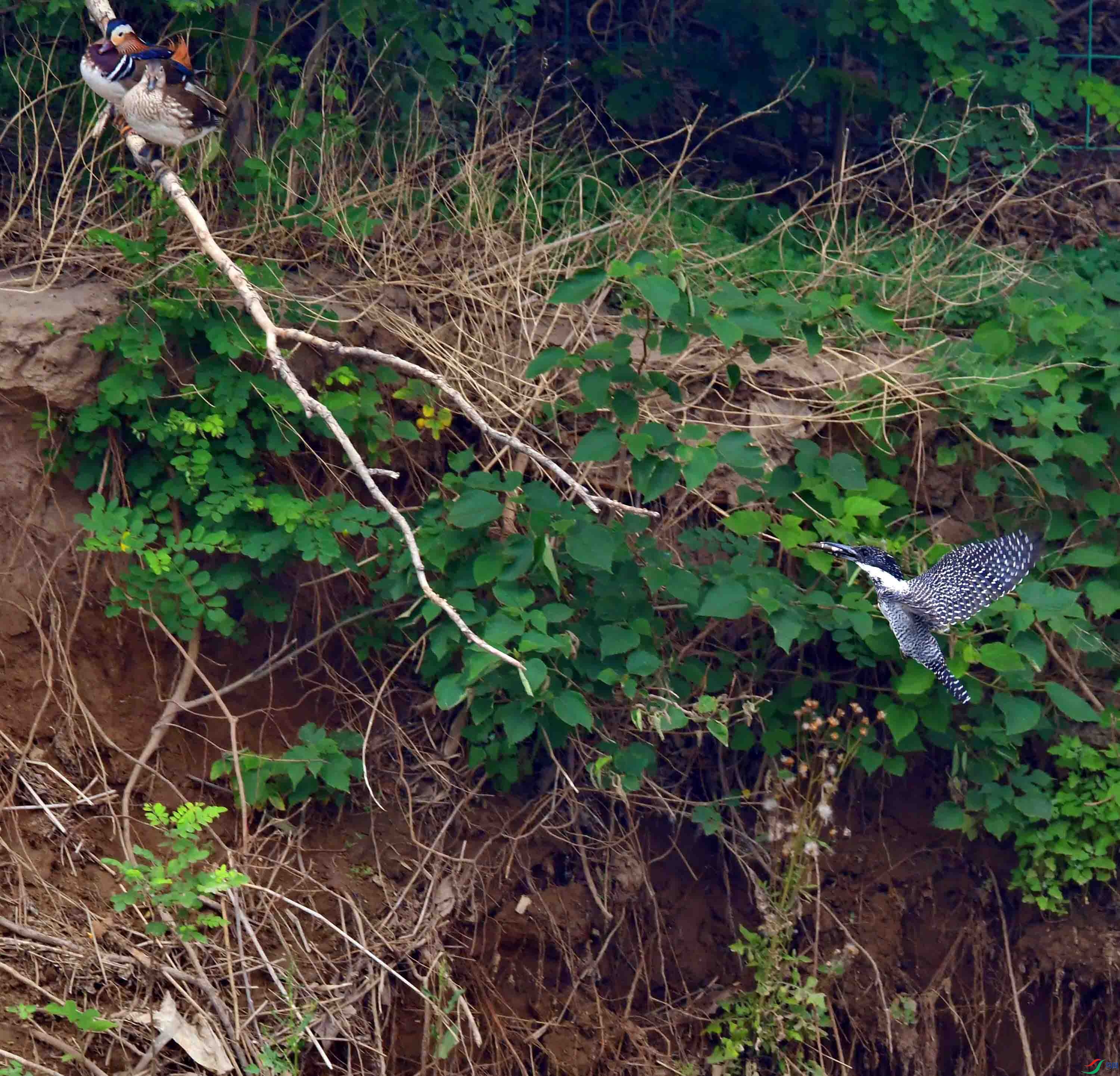 DSC_7086.JPG