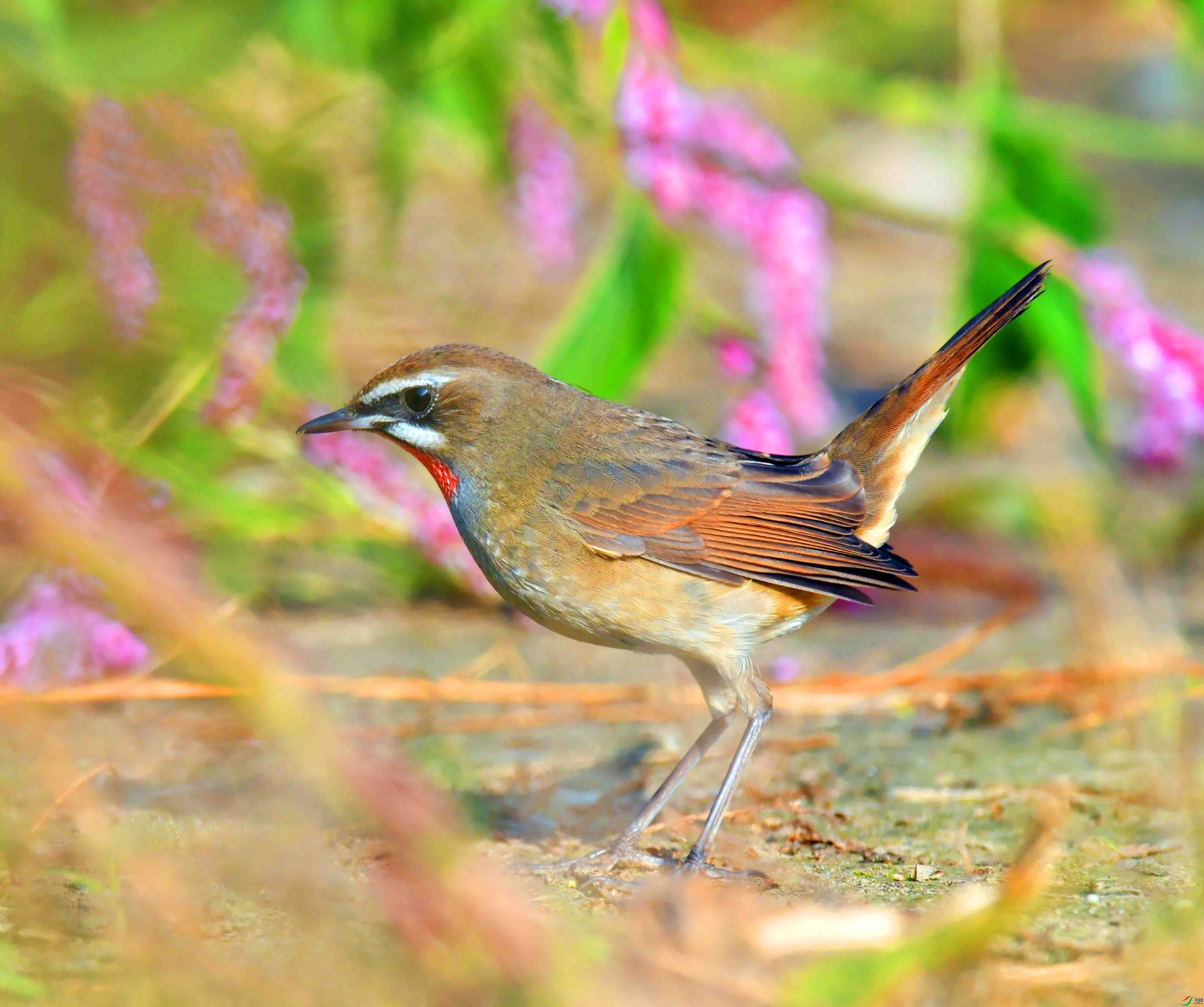 DSC_1601.JPG