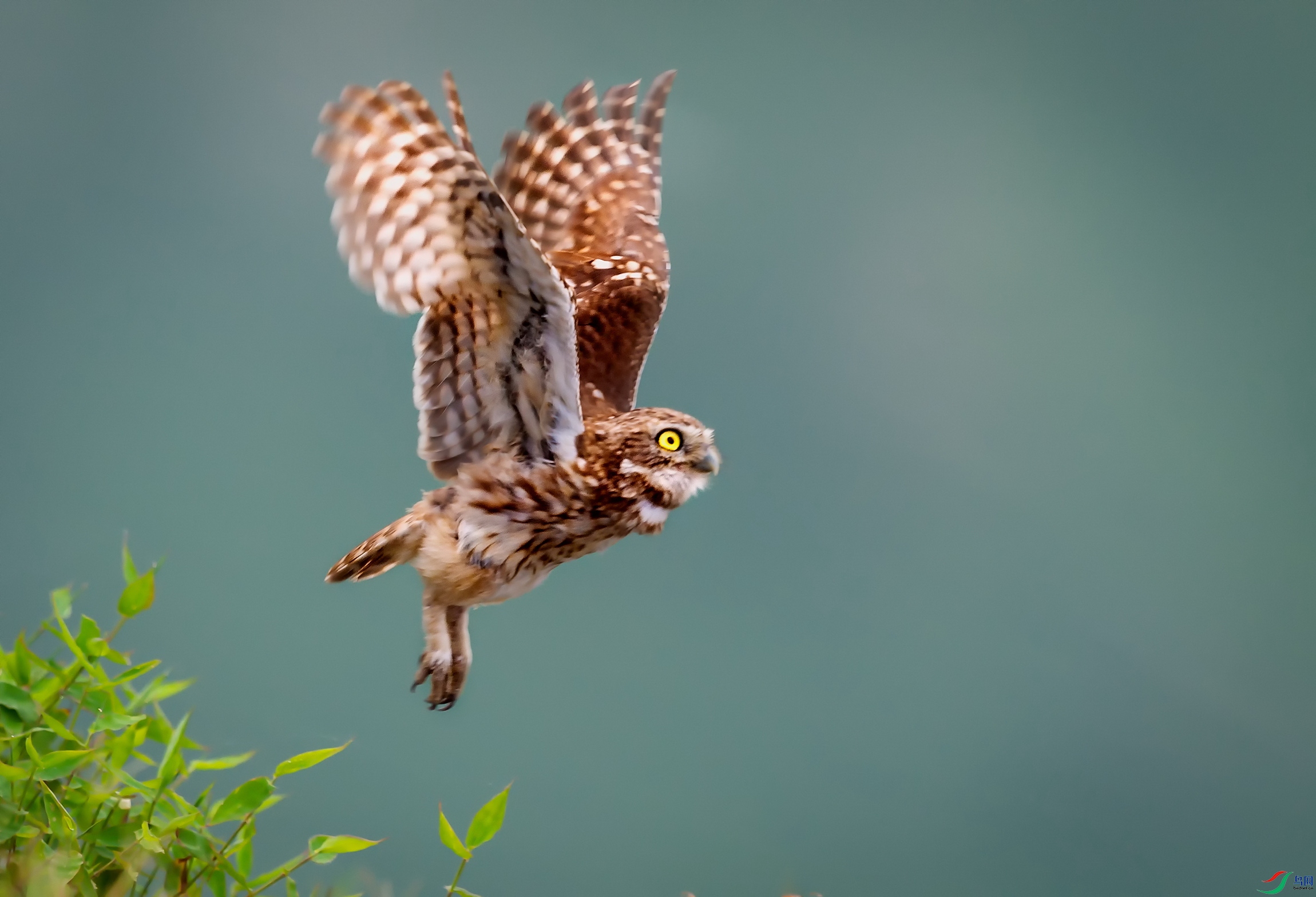 _DSC4901v.jpg