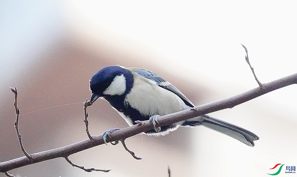 DSC09414_����.jpg