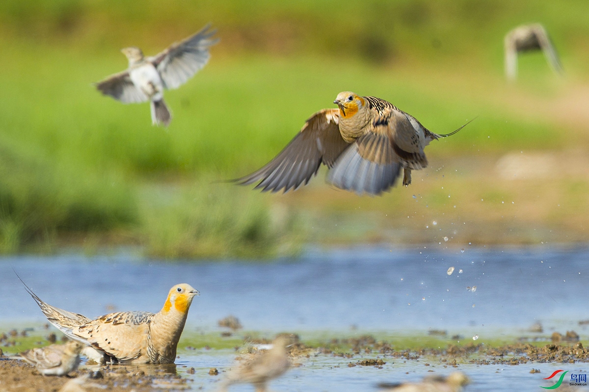 0_DSC7766 ����. ����.jpg