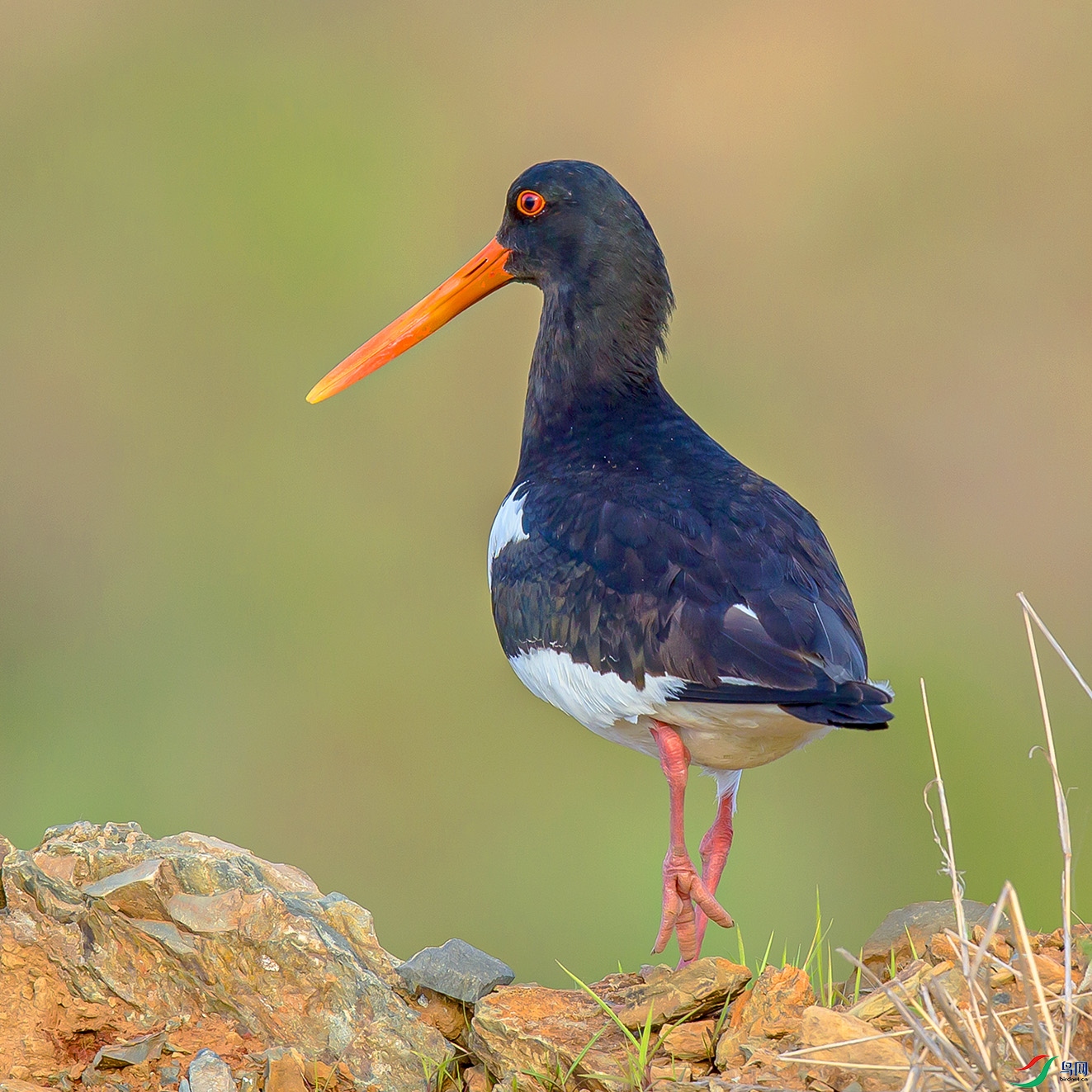 _MG_0100 ����.jpg