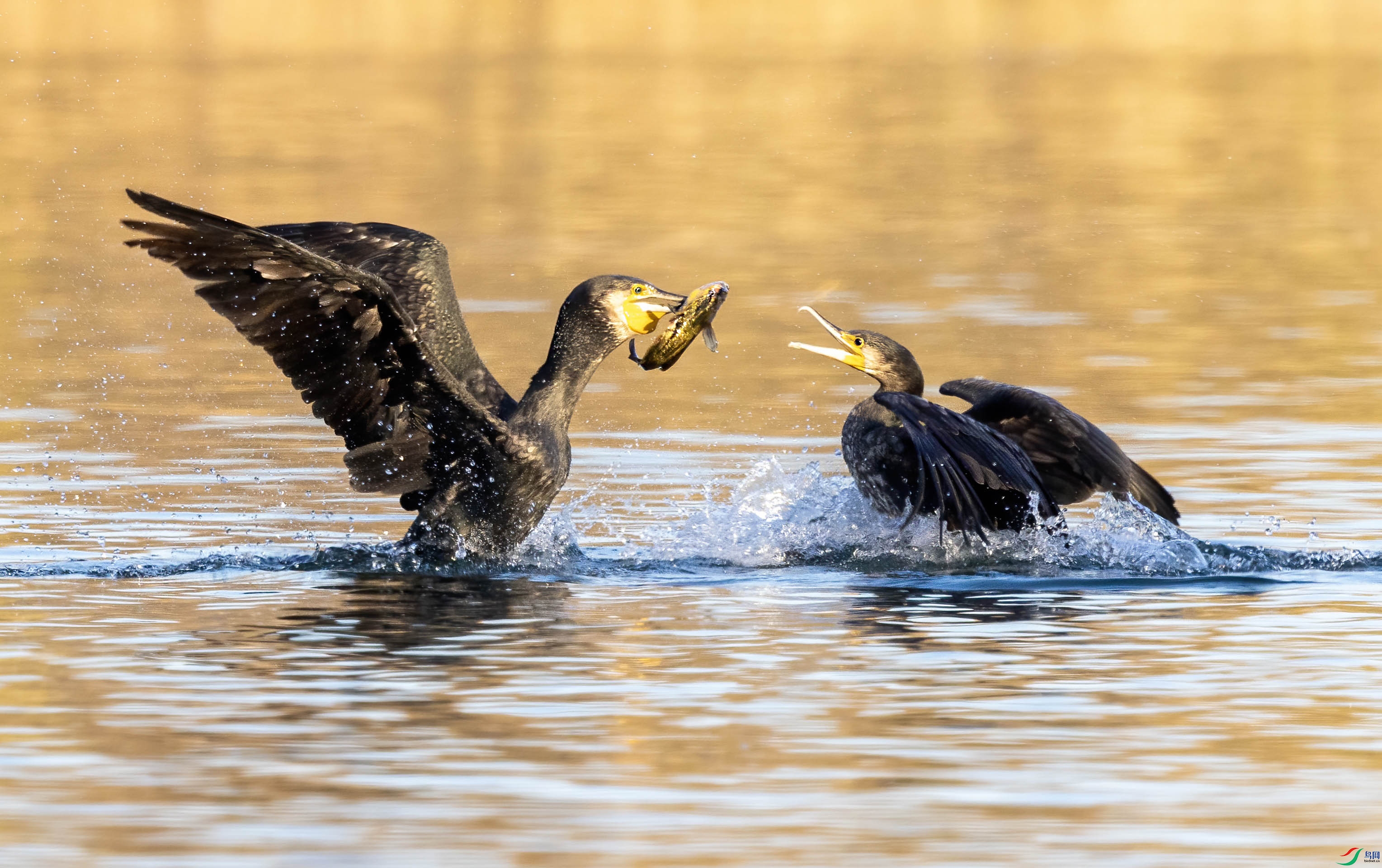 1-4L2A2222 ����-xt�����ʳ.jpg