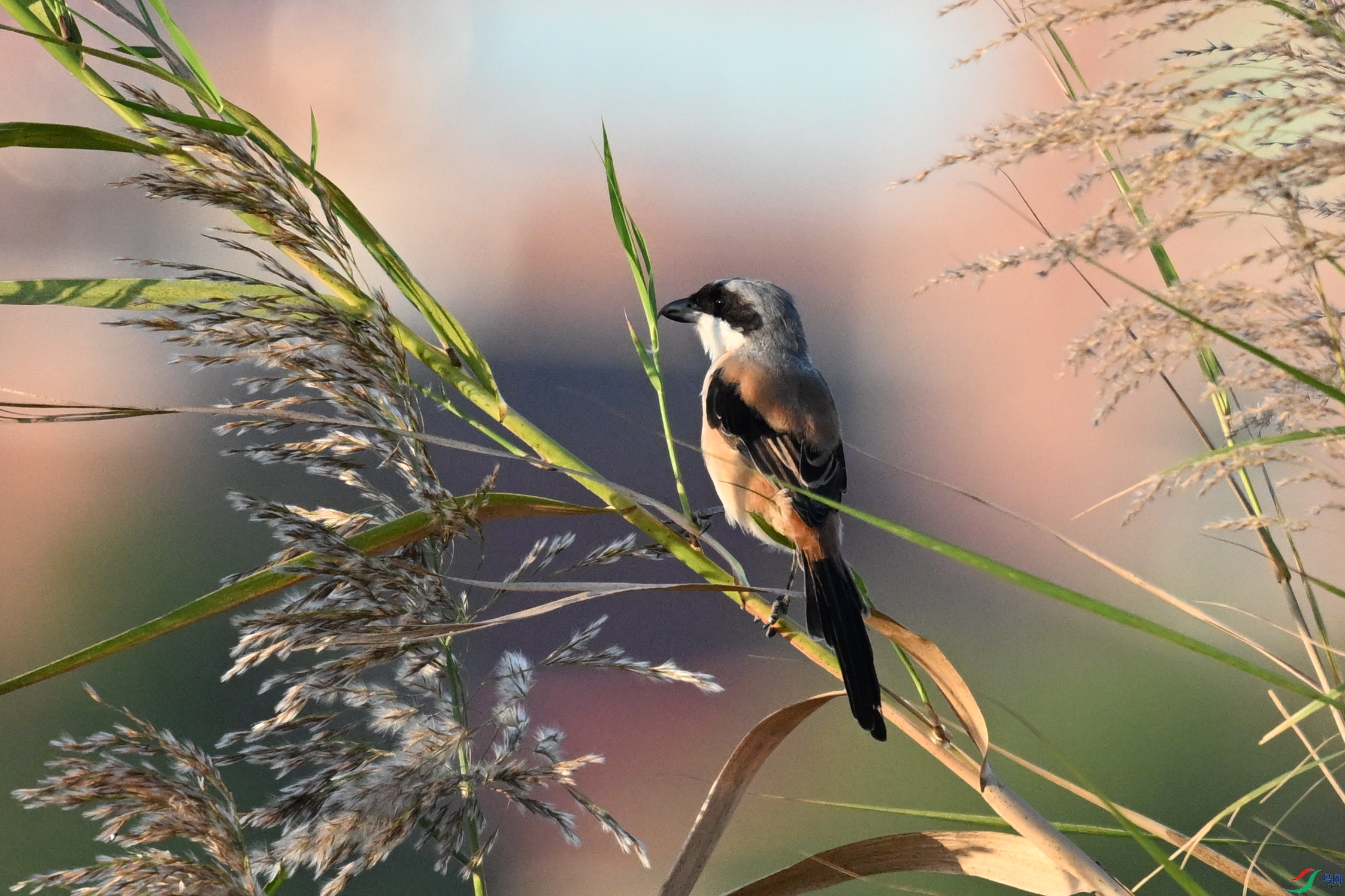 DSC_5165.JPG