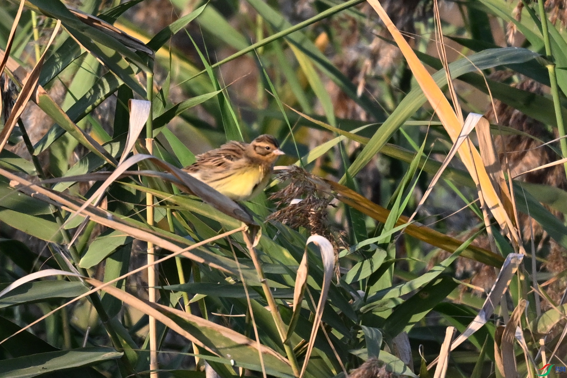 DSC_5161.JPG