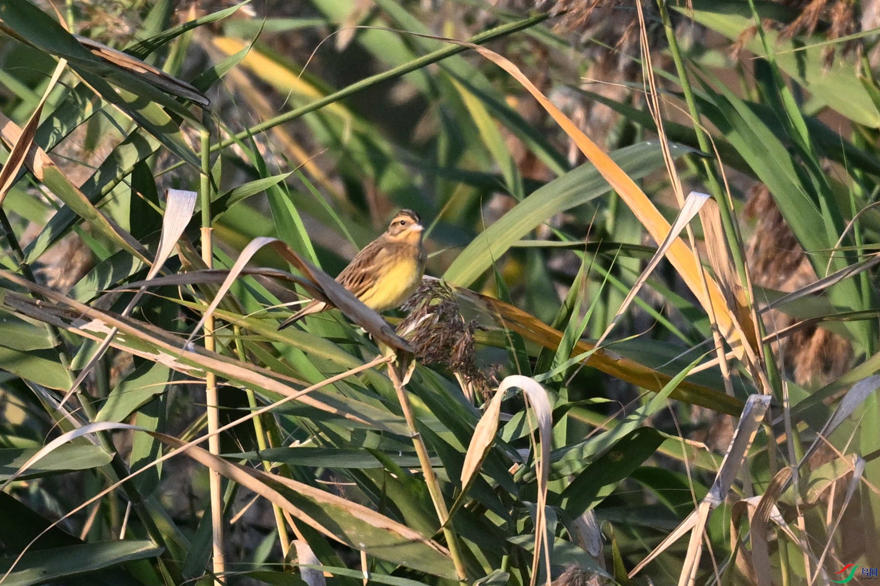 DSC_5157.JPG