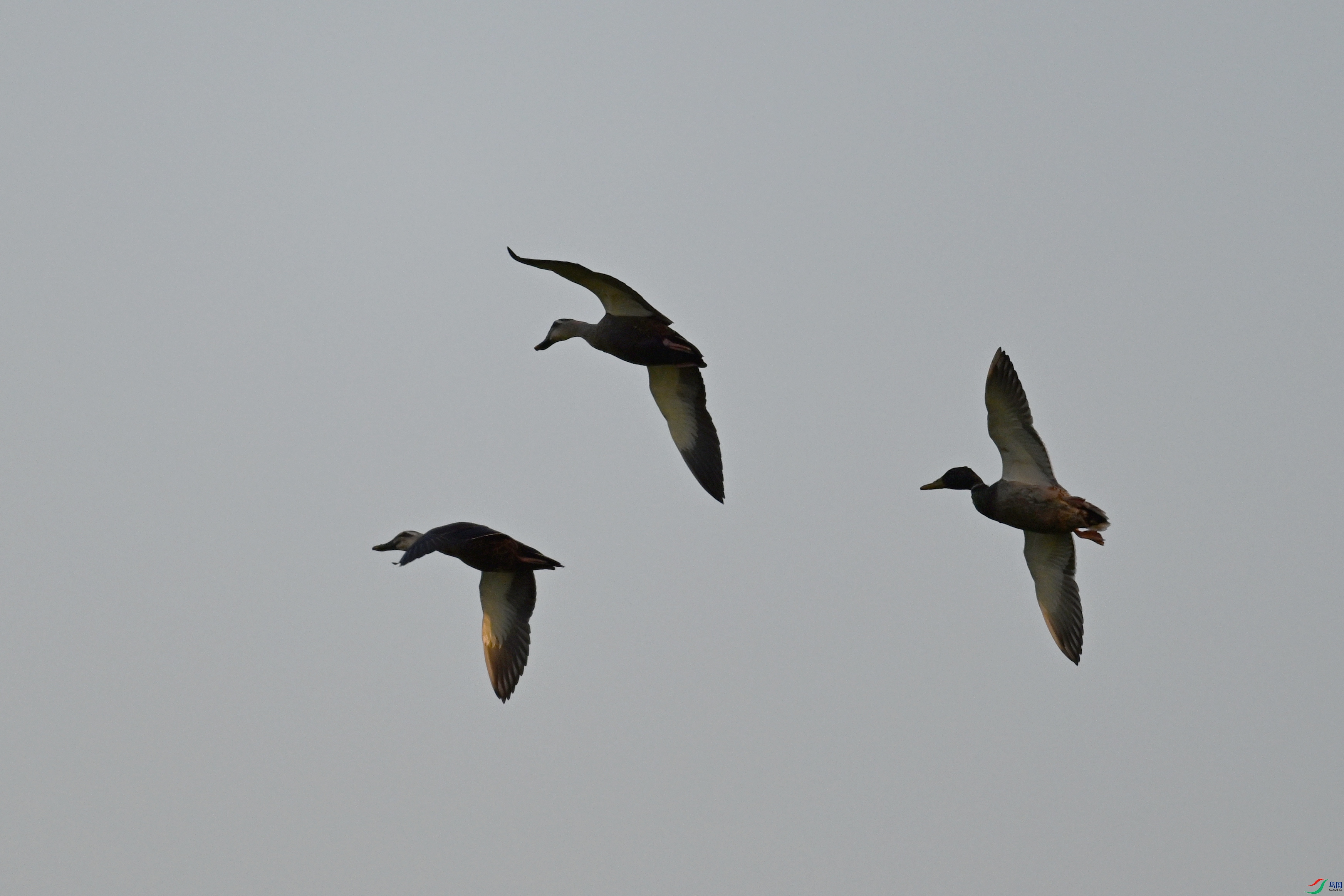 DSC_5182.JPG