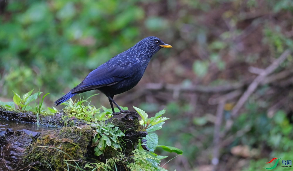 DSCF5042.1.jpg