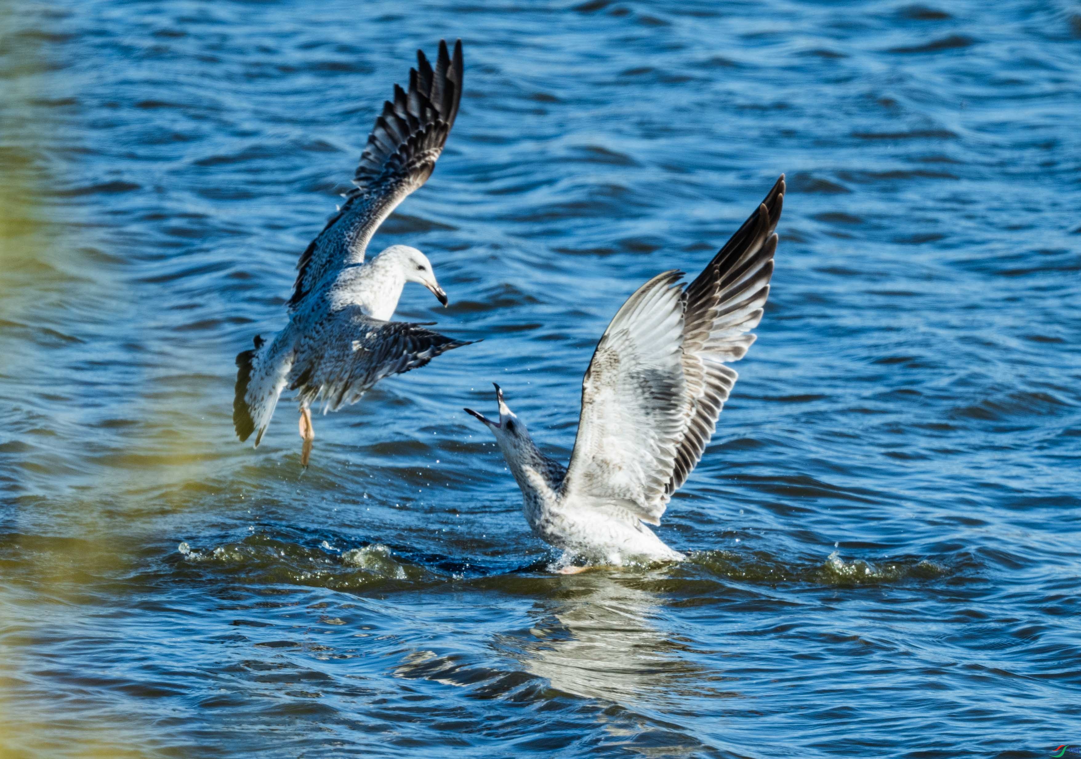 DSC_7838.jpg